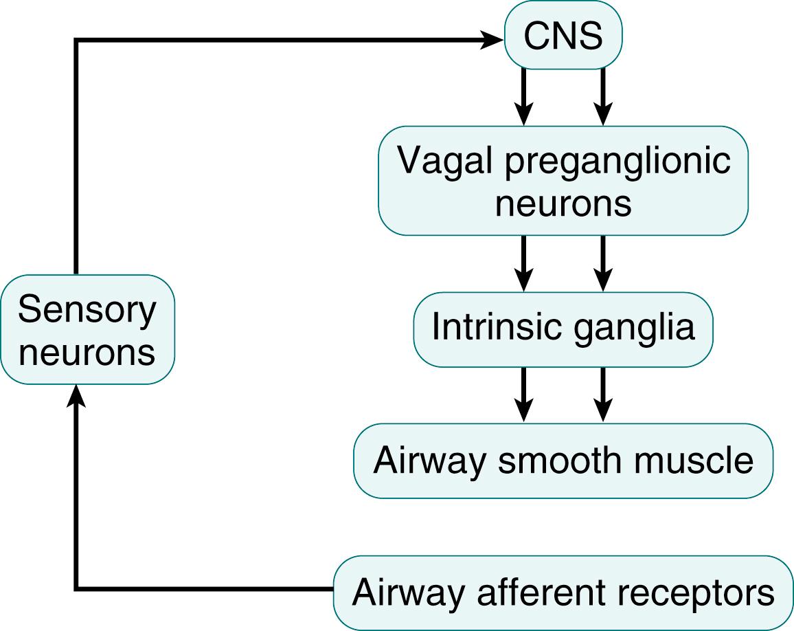 Fig. 61.1, The organization of autonomic parasympathetic control of airway functions. Central nervous system (CNS) cell groups regulate the activity of airway-related vagal preganglionic neurons (AVPNs) that present the final common pathway to the airways. Projections from the AVPNs synapse on intrinsic ganglionic neurons within the airway walls. These ganglia give rise to postganglionic fibers that control the function of specific effector targets (i.e., airway smooth muscle, mucus glands, and blood vessels). Sensory feedback for these systems occurs via sensory fibers originating from sensory ganglia (nodose and jugular ganglionic neurons). These fibers innervate sensory receptors and transmit information from the airways to the CNS. They modulate the activity of the AVPNs through the central multisynaptic pathways and may affect the function of effector organs via two ill-defined local networks that include axon reflex responses and sensory innervation of intrinsic airway ganglia.