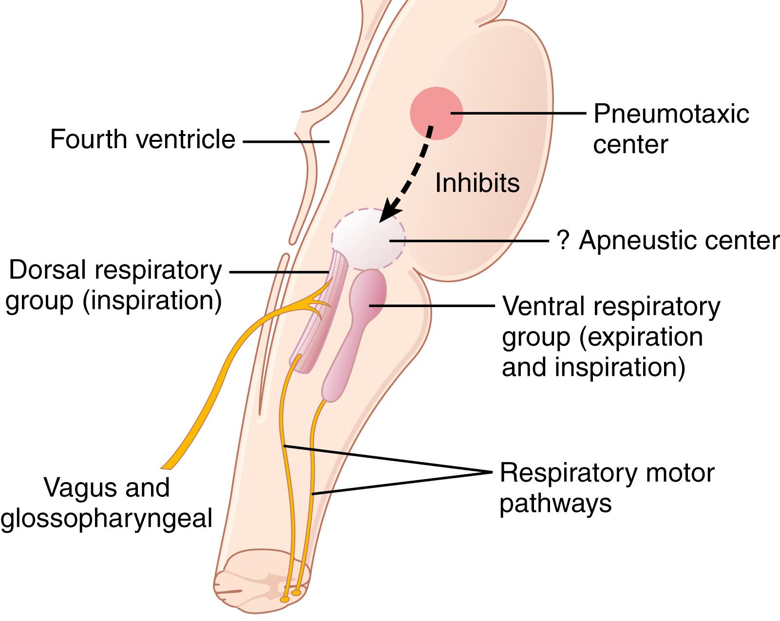 Figure 42-1, Organization of the respiratory center.