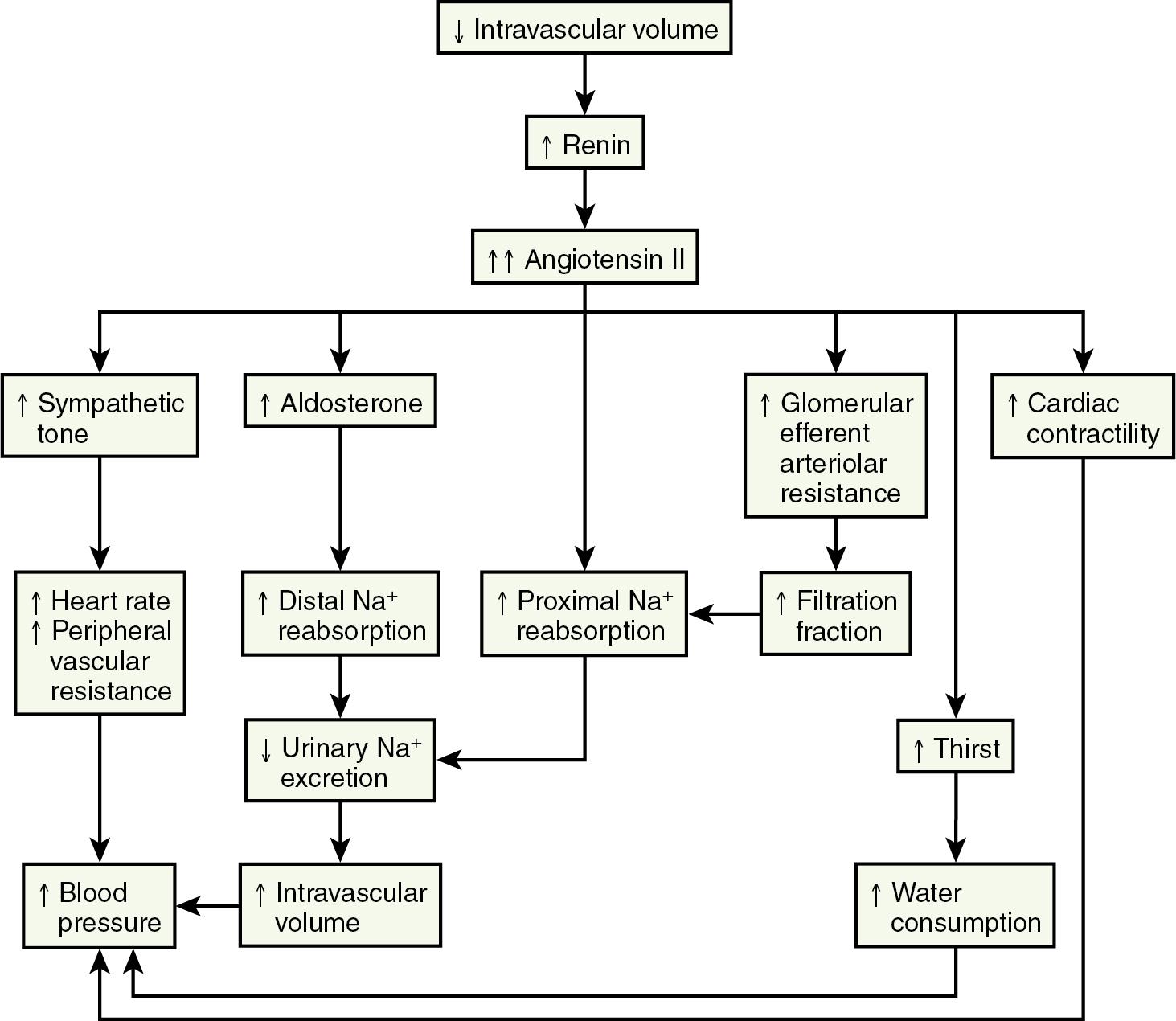 Fig. 6.3, Effects of Decreased Intravascular Volume on the Renin-Angiotensin-Aldosterone System.