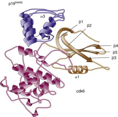 Figure 11-4, Three-dimensional structure of the p19 Ink4d /Cdk6 complex