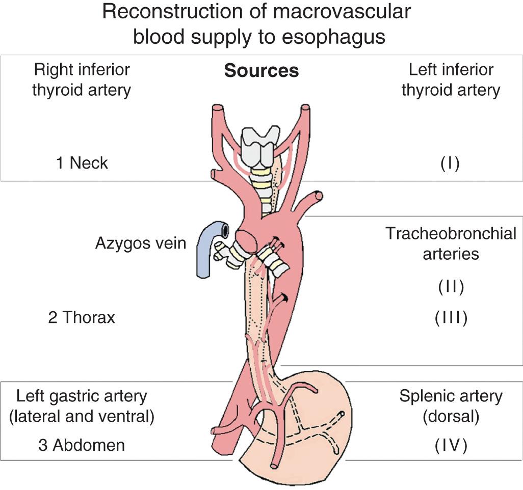 FIGURE 4.6, The esophagus receives blood from larger vessels, perfusing other organs such as the thyroid, trachea, and stomach through a rich network of collateral vessels within the wall of the esophagus (dotted lines) .