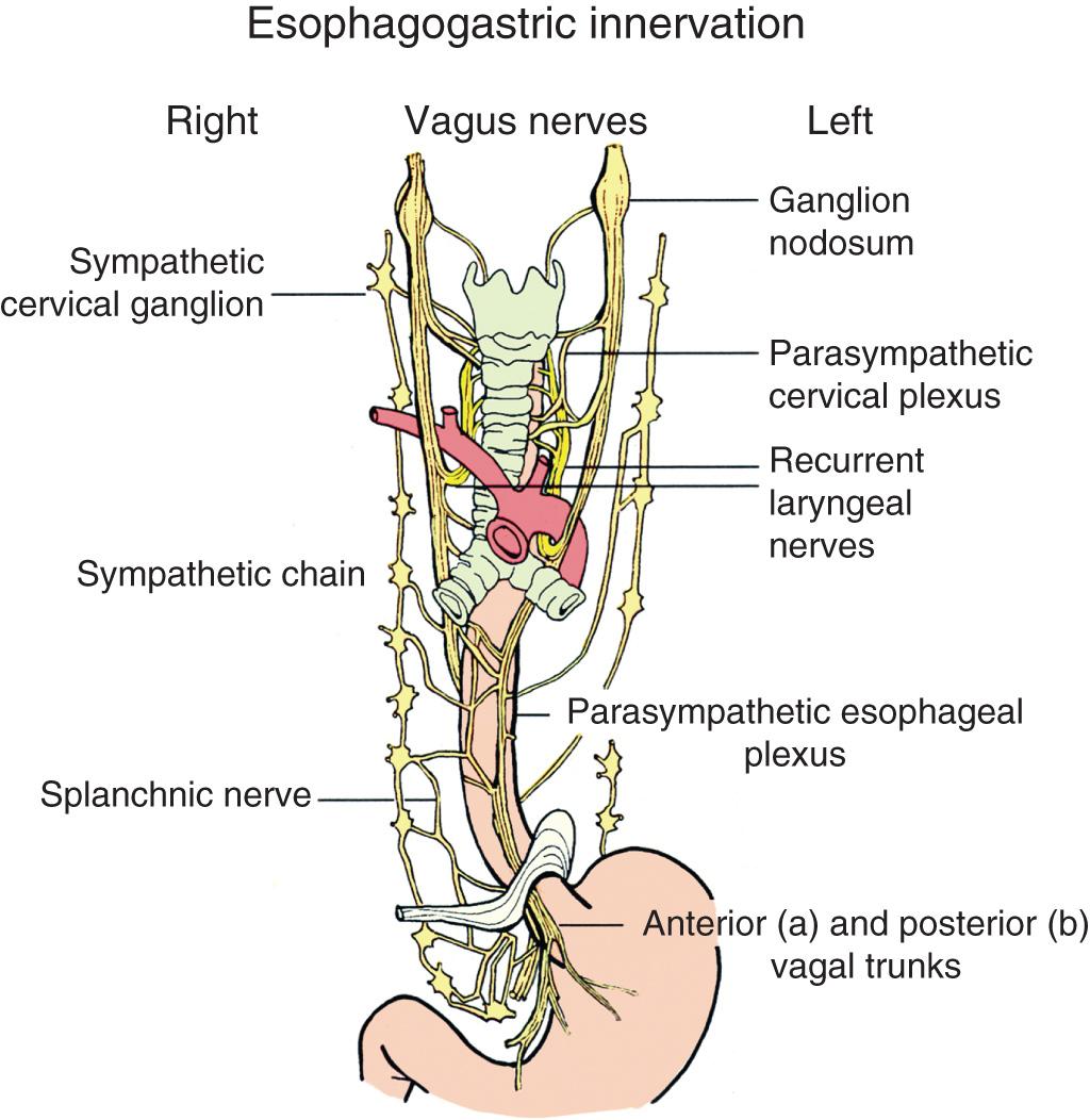 FIGURE 4.8, Esophageal sympathetic and parasympathetic innervation (vagal nerves) are shown. The right and left recurrent laryngeal nerves arise from the vagus nerves and recur around the right subclavian artery and the aorta, respectively, and travel in the tracheoesophageal groove where they are at risk of injury during dissection of the cervical esophagus. The anterior and posterior vagal trunks pass through the hiatus and must be identified during a Nissen fundoplication or hiatal hernia repair.