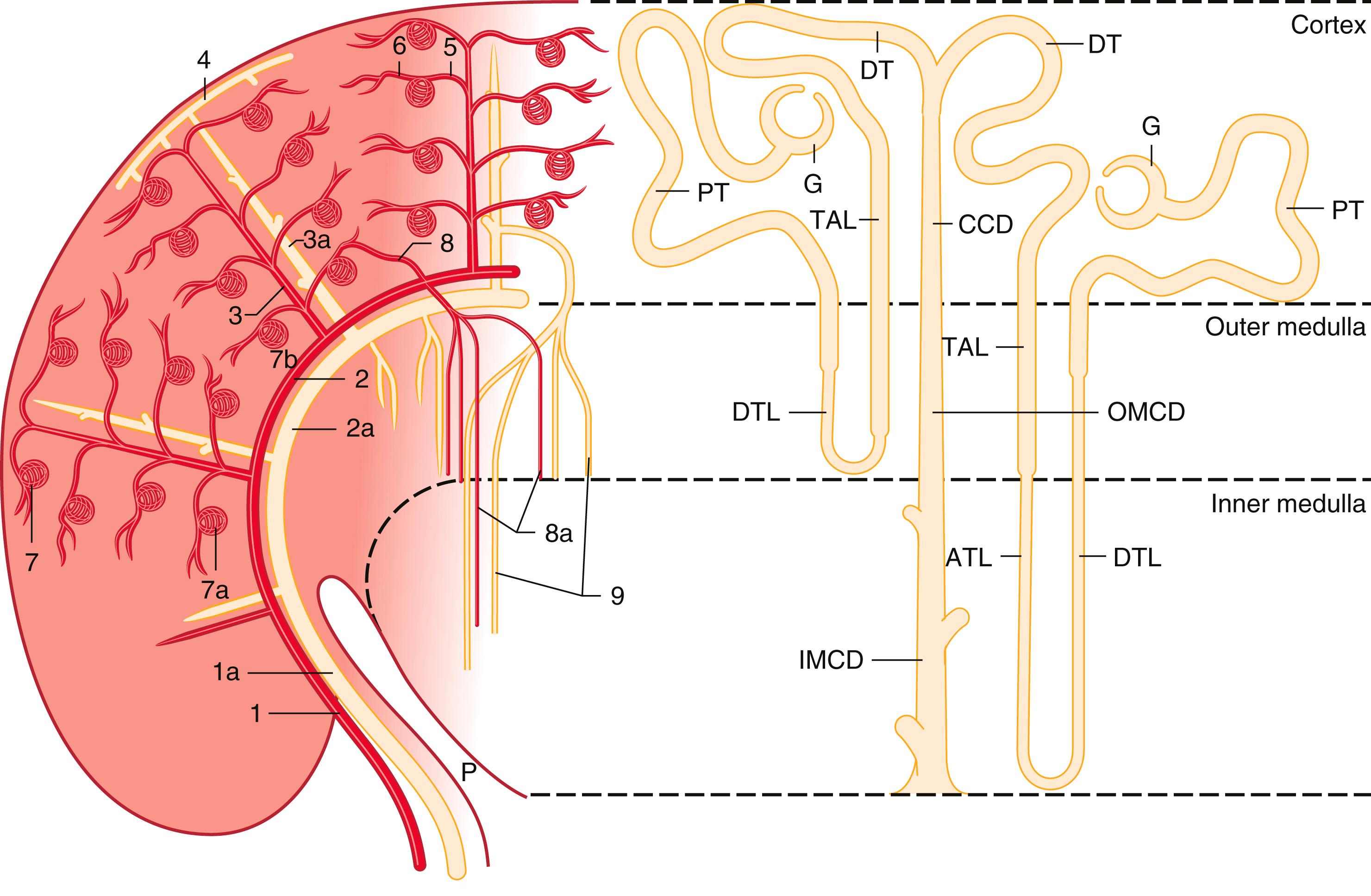 Fig. 17.1, Anatomic relationships of the nephron and the renal vasculature.