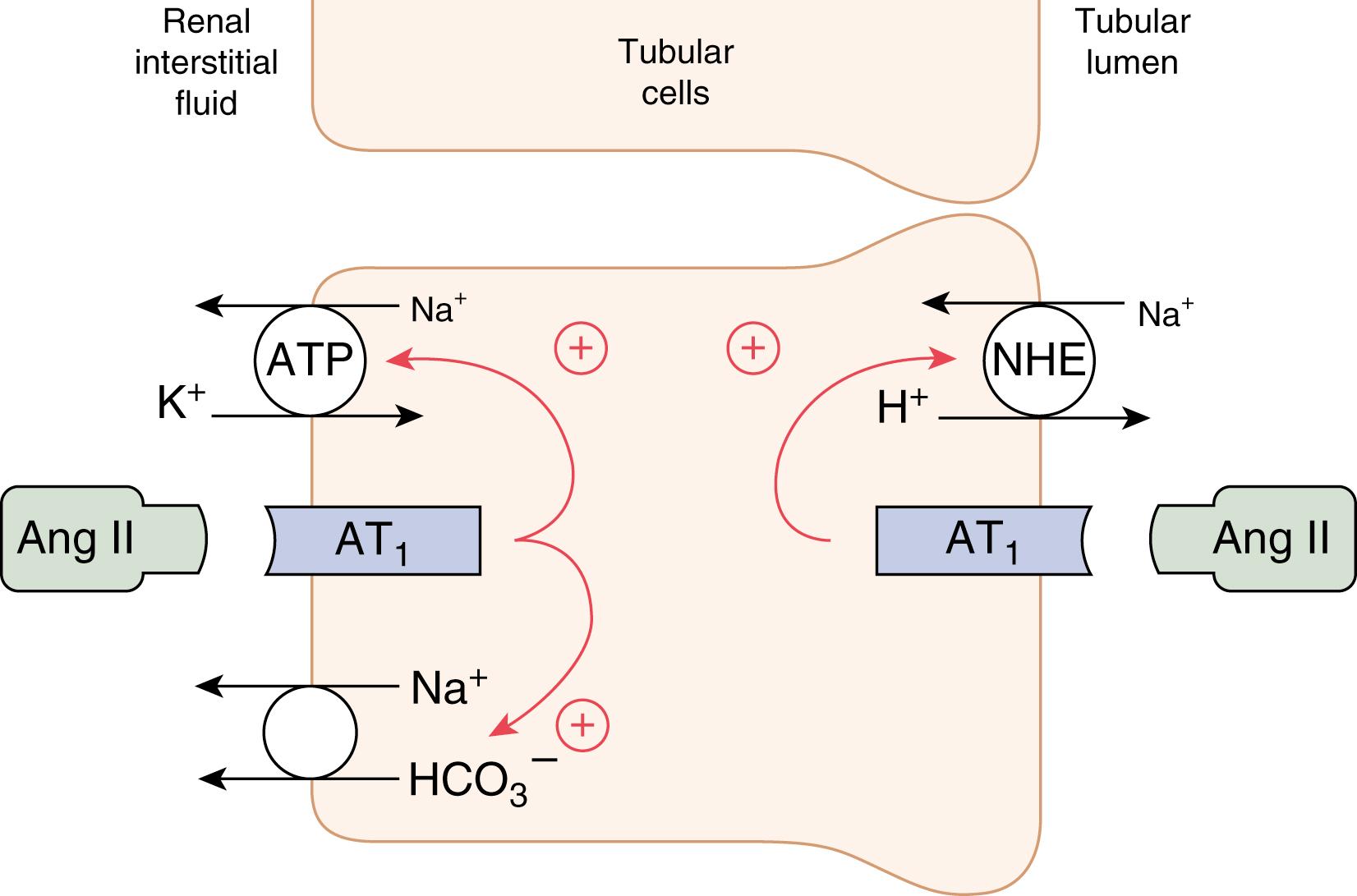 Fig. 17.12, Direct effects of angiotensin II (Ang II) to increase proximal tubular sodium reabsorption. Ang II stimulates sodium-hydrogen exchange (NHE) on the luminal membrane and the sodium-potassium ATPase transporter and sodium-bicarbonate co-transport on the basolateral membrane. ATP , Adenosine triphosphate.