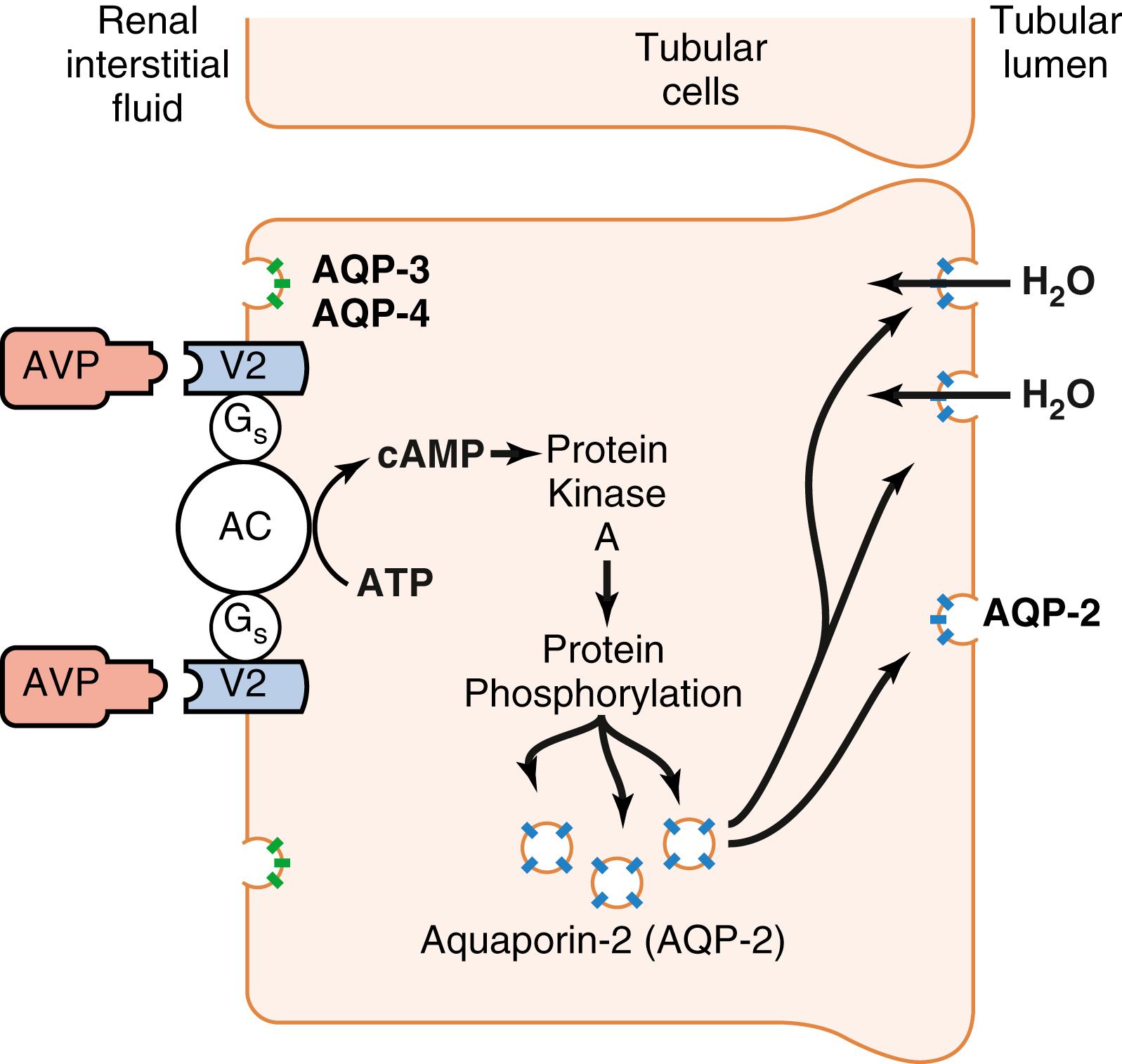 Fig. 17.13, Mechanism of action of arginine vasopressin.