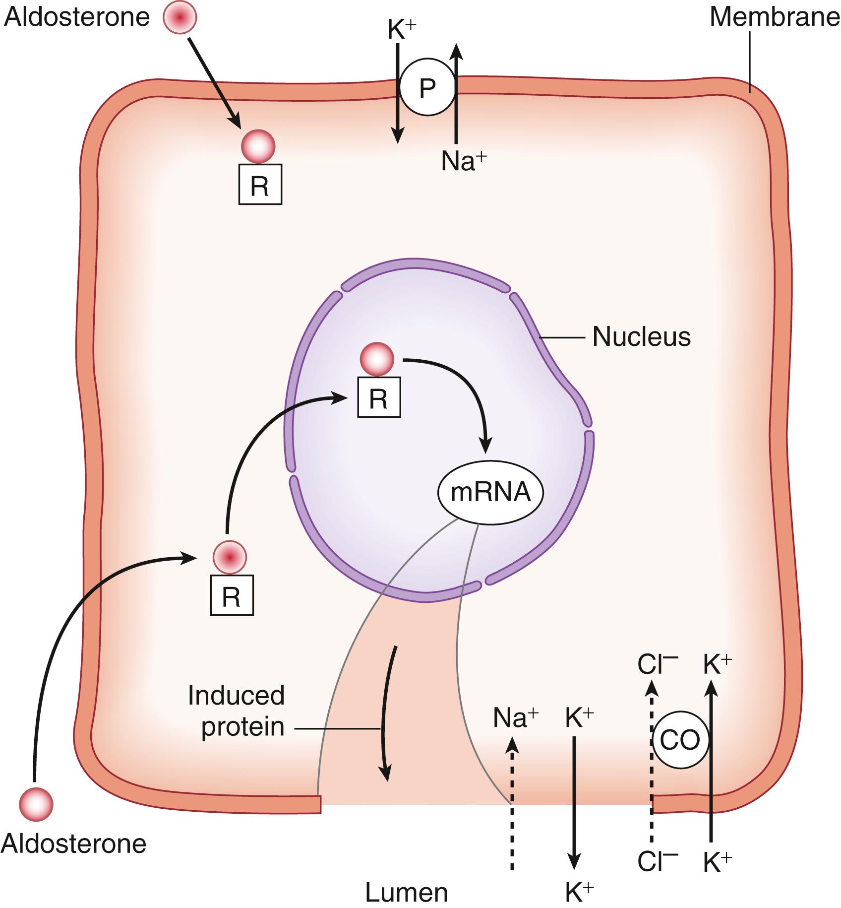 Fig. 17.14, Action of aldosterone.