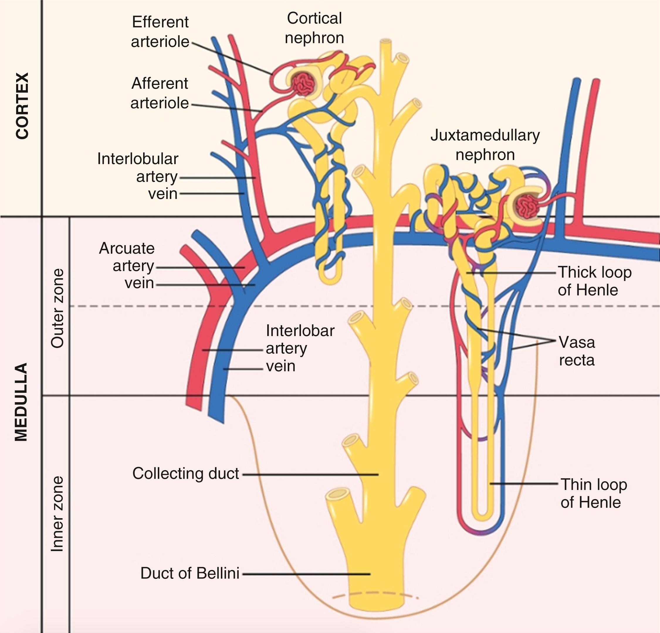 Fig. 17.2, Schematic of relations between blood vessels and tubular structures.