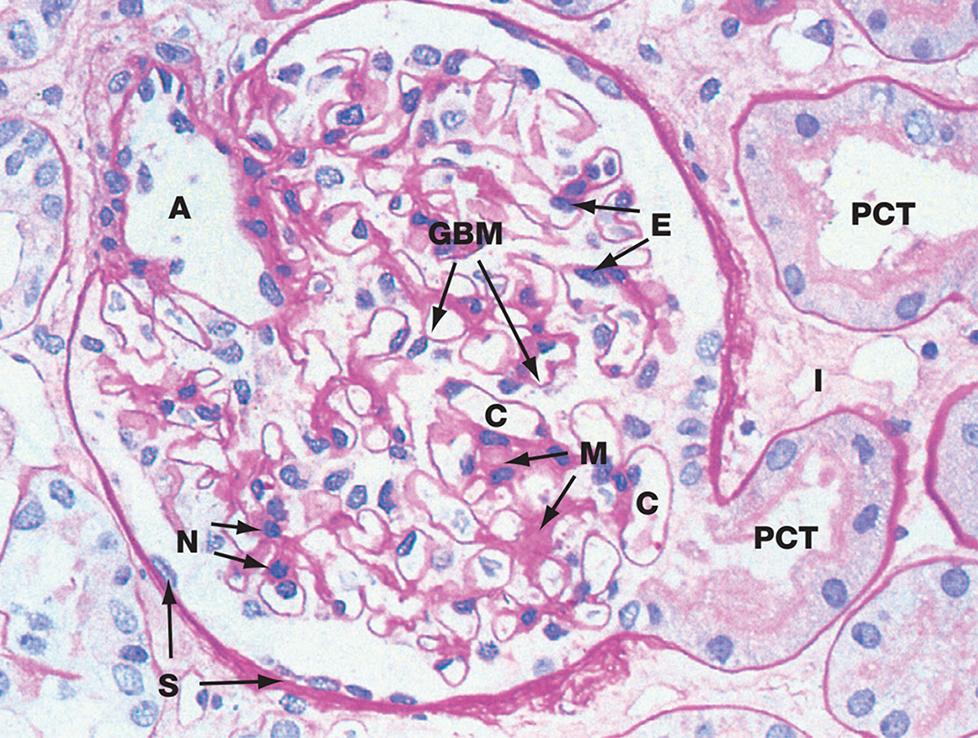 Fig. 17.3, Glomerulus.