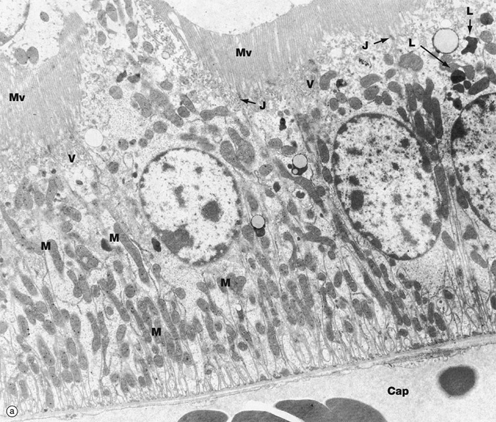 Fig. 17.6, Proximal convoluted tubule.