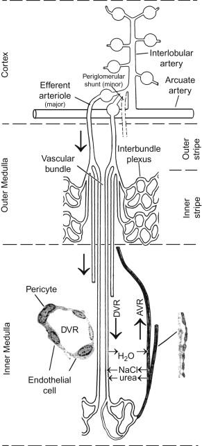 Figure 24.1, Microcirculation of the renal cortex and medulla.