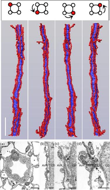 Figure 24.11, Relationship between vasa recta and collecting duct clusters.