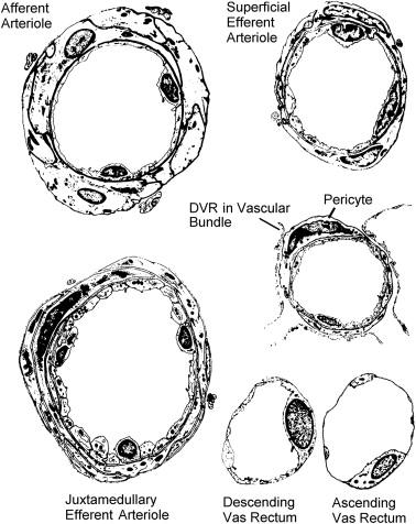 Figure 24.5, Structure and transition of cortical and medullary vessels.