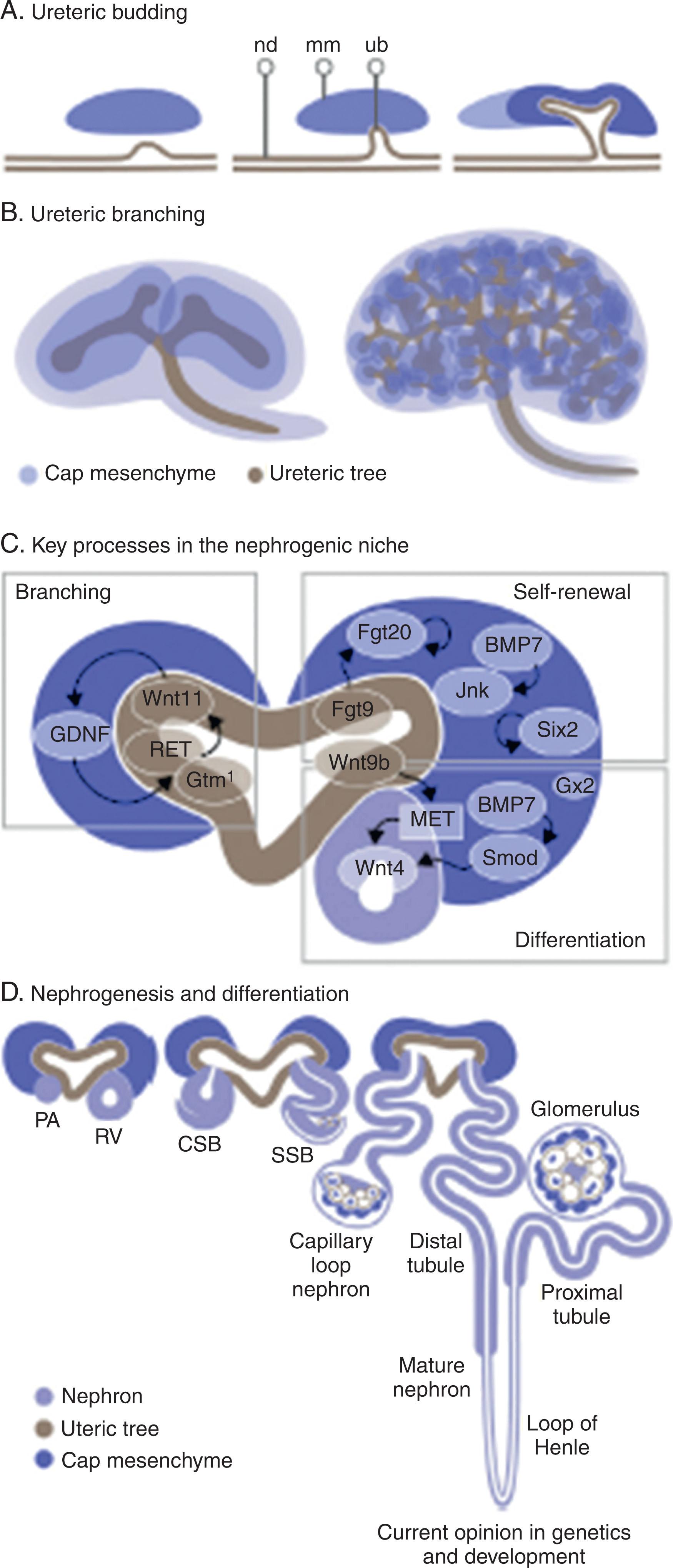 Fig. 74.3, Key inductive events in mammalian kidney morphogenesis. (A) Ureteric budding. The formation of the ureteric bud ( ub ) as a swelling of the nephric duct ( nd ), which grows toward the metanephric mesenchyme ( mm ) before undergoing initial bifurcation. (B) Ureteric branching. The branching ureteric epithelium of the developing mouse kidney from 11.5 days after conception ( left ) to 15.5 days after conception ( right ) showing the ureteric tree and surrounding cap mesenchyme. (C) Key processes in the nephrogenic niche. A nephrogenic niche illustrating the signaling pathways critical for branching ( left ) versus cap mesenchyme self-renewal ( top right ) and differentiation ( bottom right ). (D) Nephrogenesis and differentiation. The stages of nephron maturation from pretubular aggregate ( PA ) through renal vesicle ( RV ), comma-shaped body ( CSB ), S-shaped body ( SSB ), capillary loop nephron, and mature nephron. The RV represents the point of transition from mesenchyme to a polarized epithelial state. The formation of a connection between the forming nephron and the lumen of the adjacent ureteric epithelium occurs at the late RV stage and is shown here at the CSB stage. BMP7 , Bone morphogenetic protein 7; GDNF , glial cell–derived neurotropic factor.