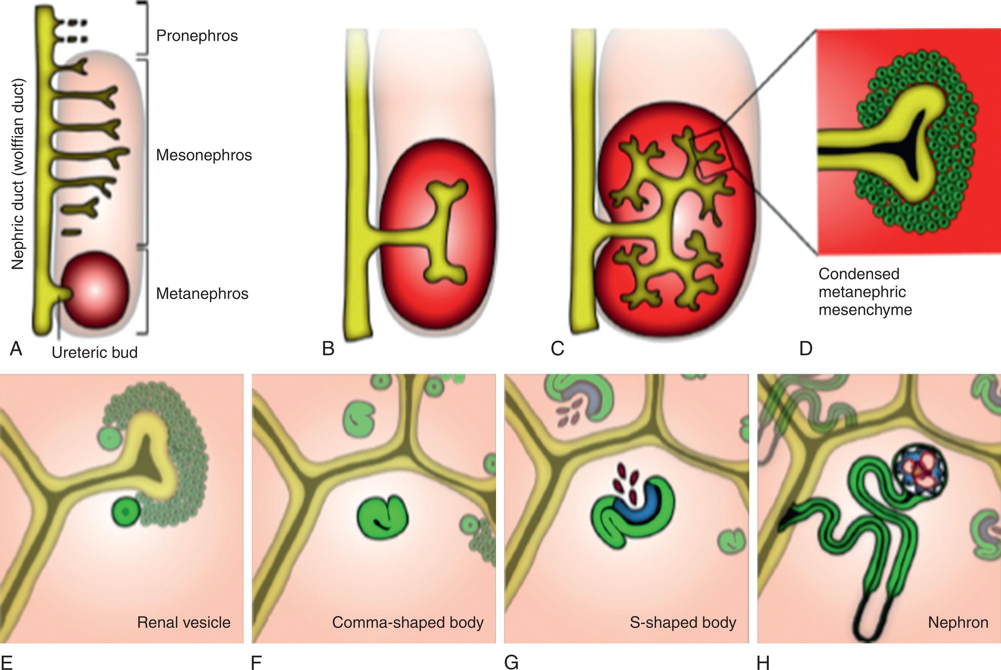 Fig. 74.4, Nephron Development.