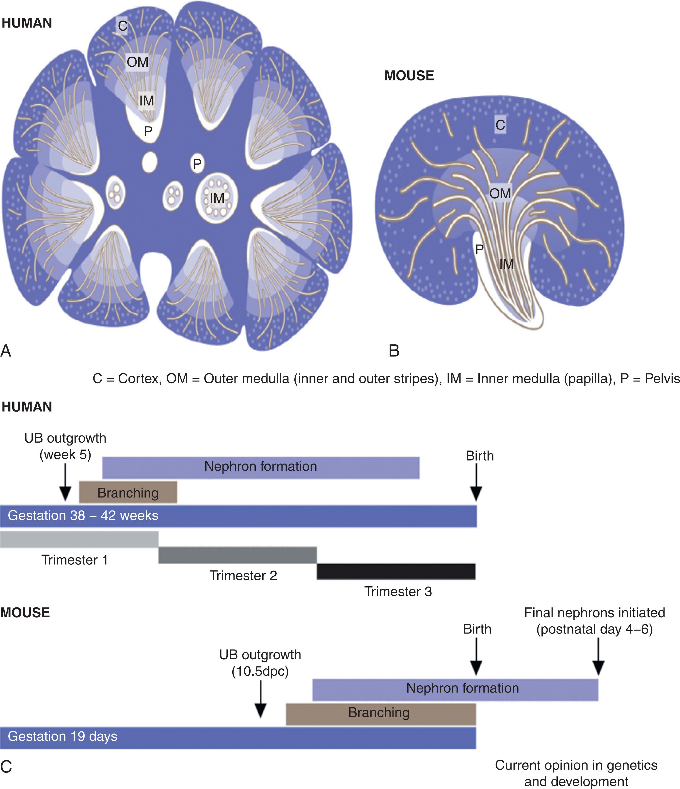 Fig. 74.5, Comparative timeline of kidney development between human and mouse. The human (A) and mouse (B) kidney illustrating the anatomic differences. The human kidney consists of 8–15 lobes, each with a branching ureteric tree and inner medulla ( IM ; papilla), while the mouse kidney is unipapillate. (C) Comparative developmental timeline of human and mouse nephrogenesis identifying the duration of gestation, timing of initial ureteral bud ( UB ) outgrowth, period of ureteric branching, and period of nephron formation. Note the prolonged period of nephron formation in the human after the end of branching in comparison with the mouse. Note also that the final nephron formation in the mouse occurs in the immediate postnatal period. C , Cortex; dpc , date post conception; OM , outer medulla, P , pelvis.