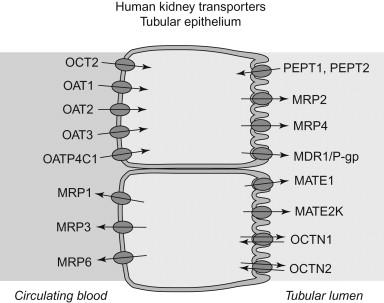 Figure 95.1, Cellular localization of clinically important drug transporters in renal epithelia.