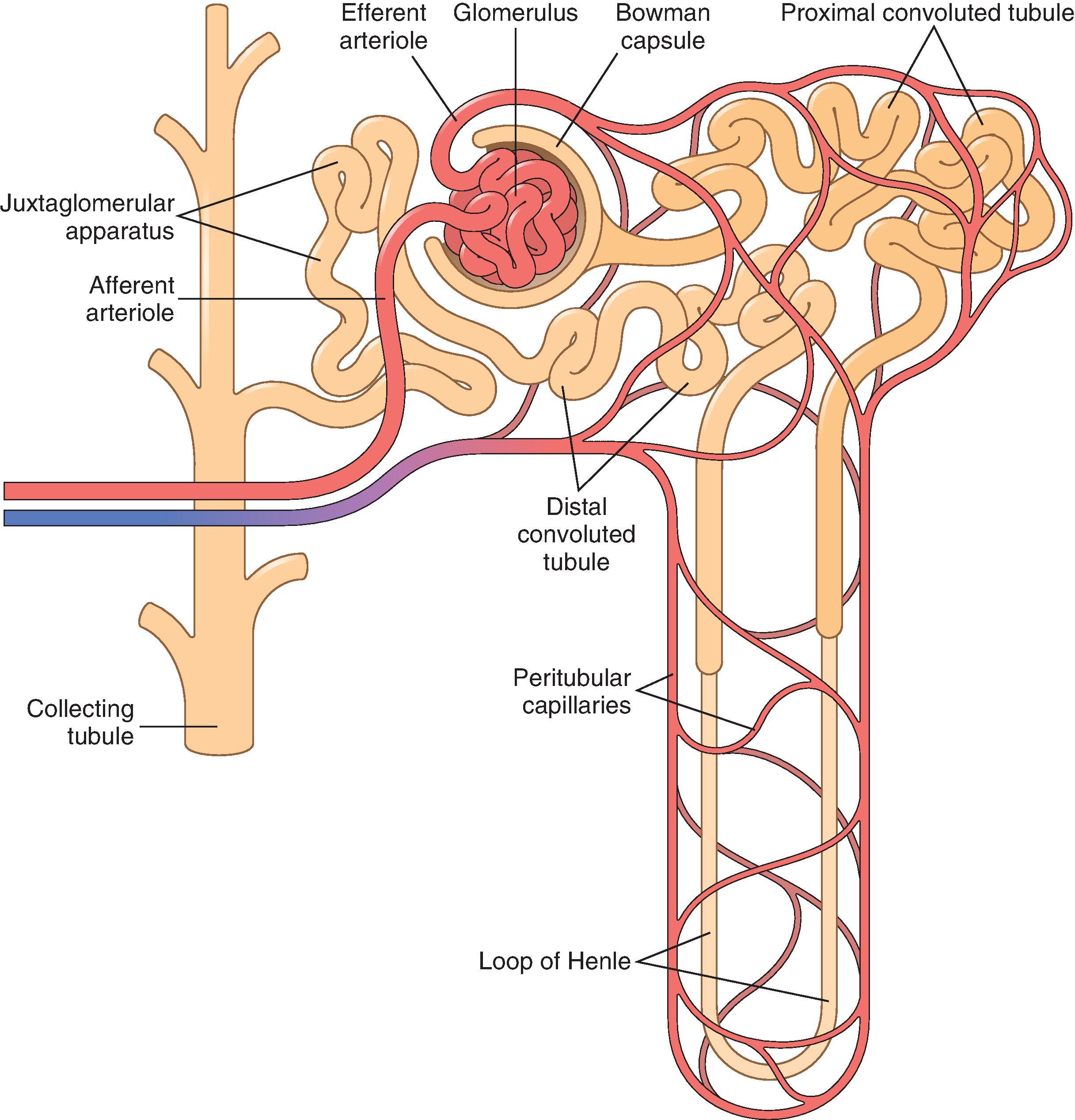 Fig. 28.2, Anatomy of a Nephron.