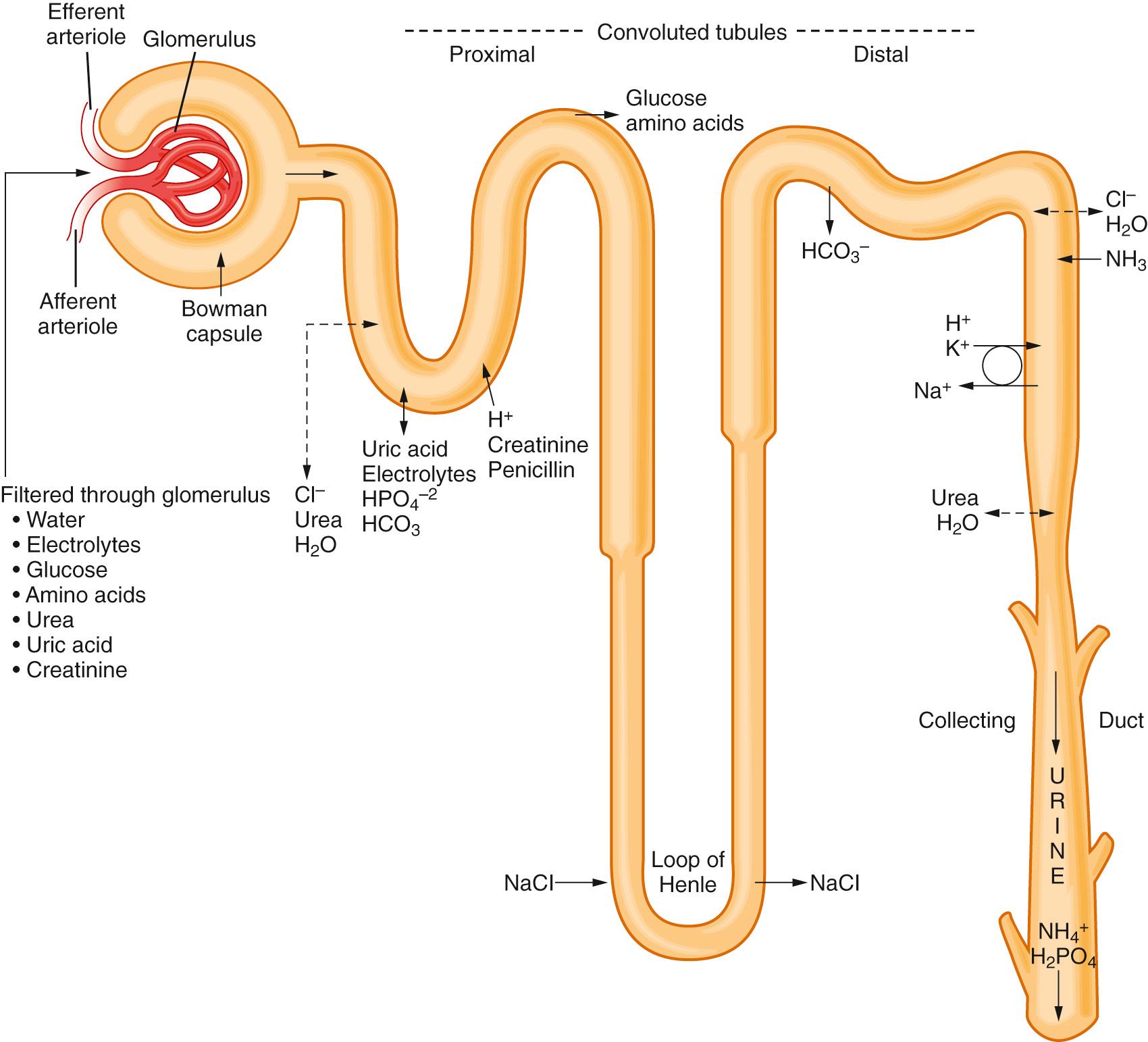 Renal Physiology Clinical Tree
