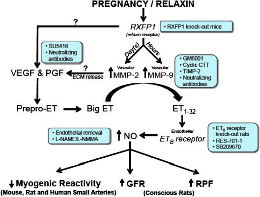 Figure 81.6, Working model for the sustained vasodilatory effect of relaxin.