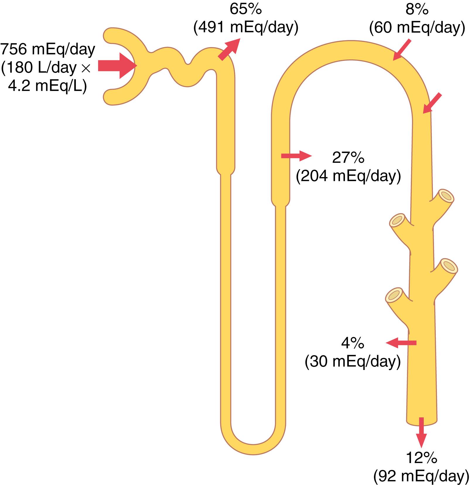 Figure 30-2, Renal tubular sites of potassium reabsorption and secretion. Potassium is reabsorbed in the proximal tubule and ascending loop of Henle, so only about 8% of the filtered load is delivered to the distal tubule. Secretion of potassium by the principal cells of the late distal tubules and collecting ducts adds to the amount delivered, but there is some additional reabsorption by the intercalated cells; therefore, the daily excretion is about 12% of the potassium filtered at the glomerular capillaries. The percentages indicate how much of the filtered load is reabsorbed or secreted into the different tubular segments.