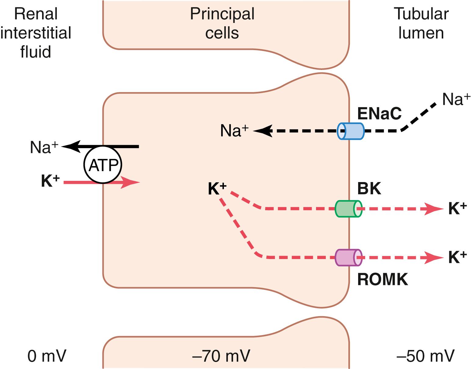 Figure 30-3, Mechanisms of potassium secretion and sodium reabsorption by the principal cells of the late distal and collecting tubules. BK, “big” potassium channel; ENaC, epithelial sodium channel; ROMK, renal outer medullary potassium channel.