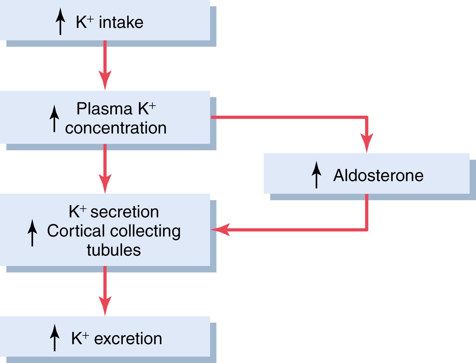 Figure 30-7, Primary mechanisms whereby high potassium intake raises potassium excretion. Note that increased plasma potassium concentration directly raises potassium secretion by the cortical collecting tubules and indirectly increases potassium secretion by raising plasma aldosterone concentration.