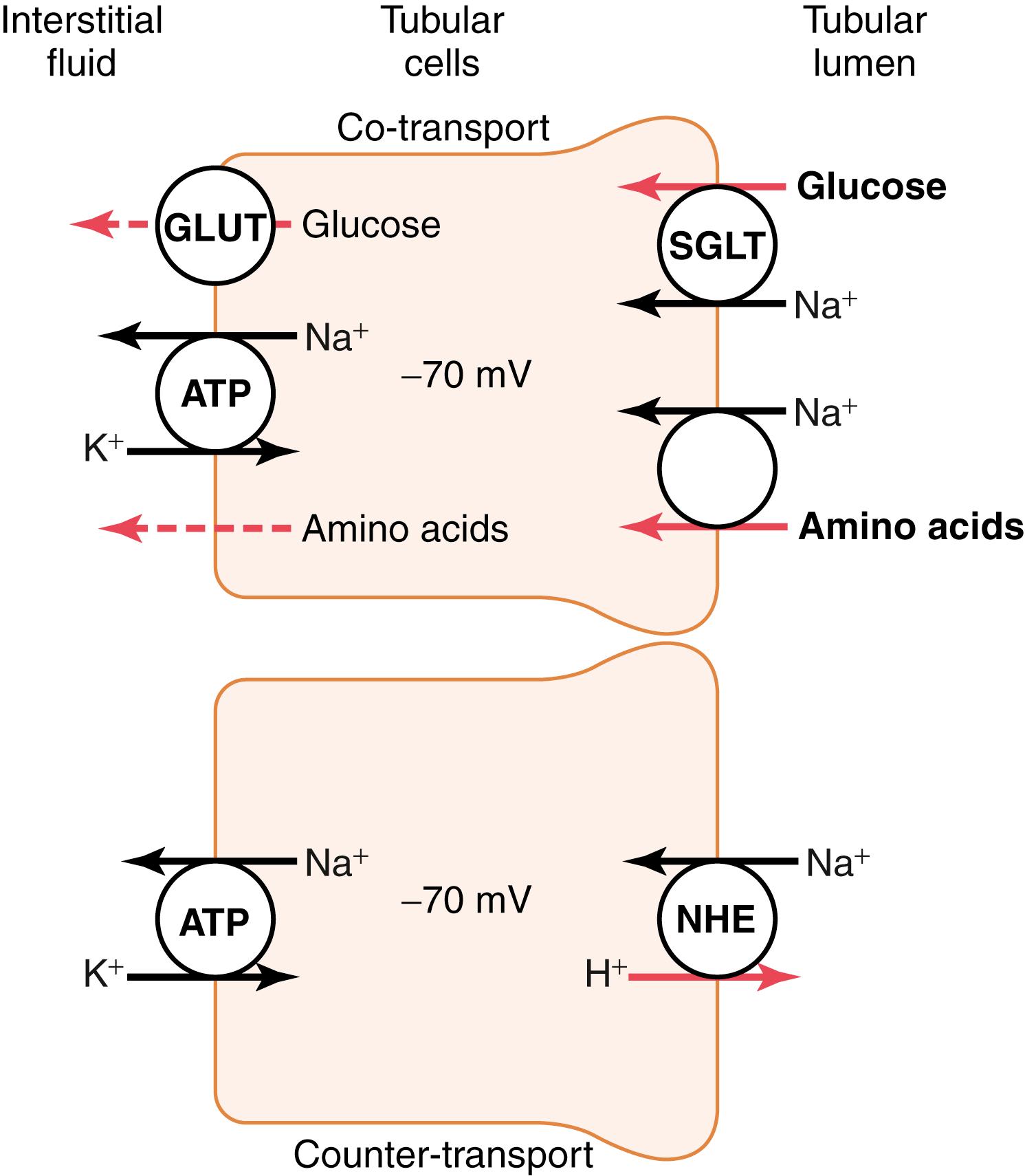 Figure 28-3, Mechanisms of secondary active transport. The upper cell shows the co-transport of glucose and amino acids along with sodium ions through the apical side of the tubular epithelial cells, followed by facilitated diffusion through the basolateral membranes. The lower cell shows the counter-transport of hydrogen ions from the interior of the cell across the apical membrane and into the tubular lumen; movement of sodium ions into the cell, down an electrochemical gradient established by the sodium-potassium pump on the basolateral membrane, provides the energy for transport of the hydrogen ions from inside the cell into the tubular lumen. ATP, Adenosine triphosphate; GLUT, glucose transporter; NHE, sodium-hydrogen exchanger; SGLT, sodium-glucose co-transporter.