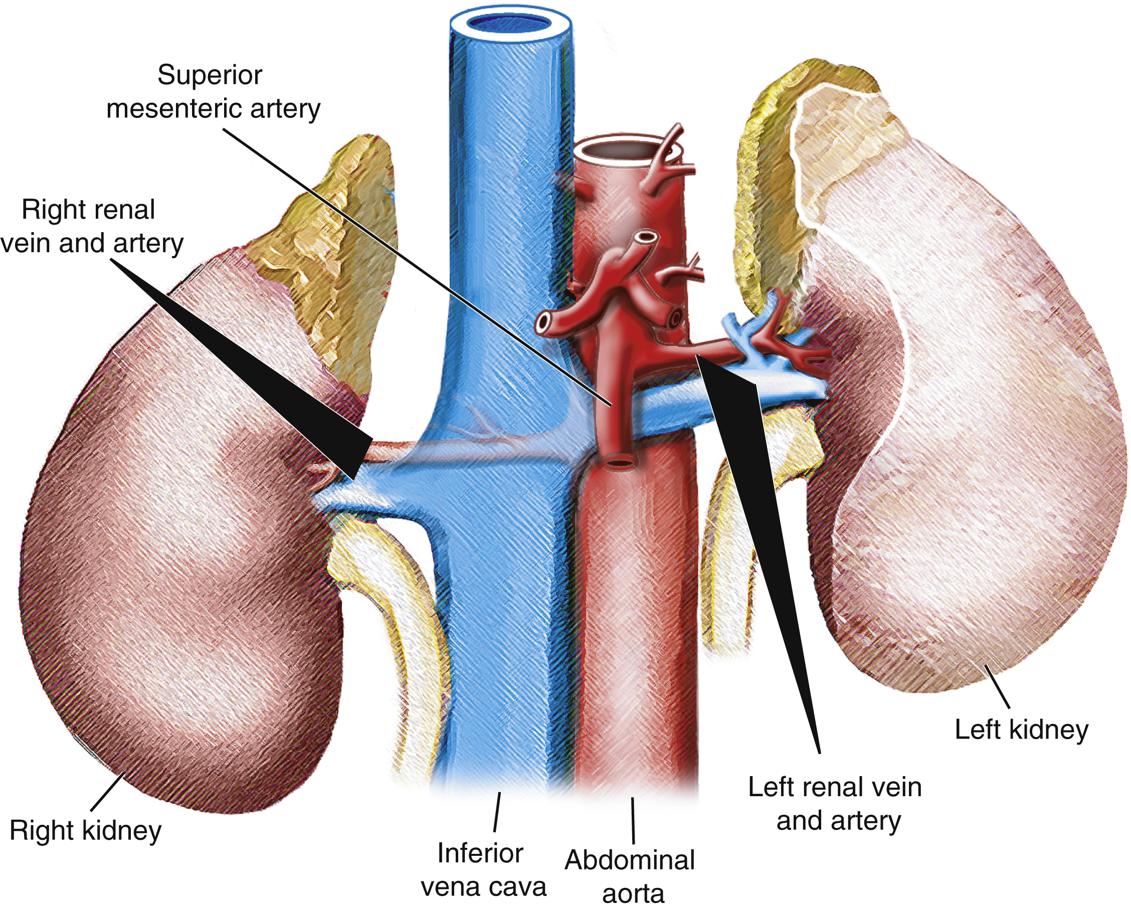 Fig. 30.1, Renal vasculature.