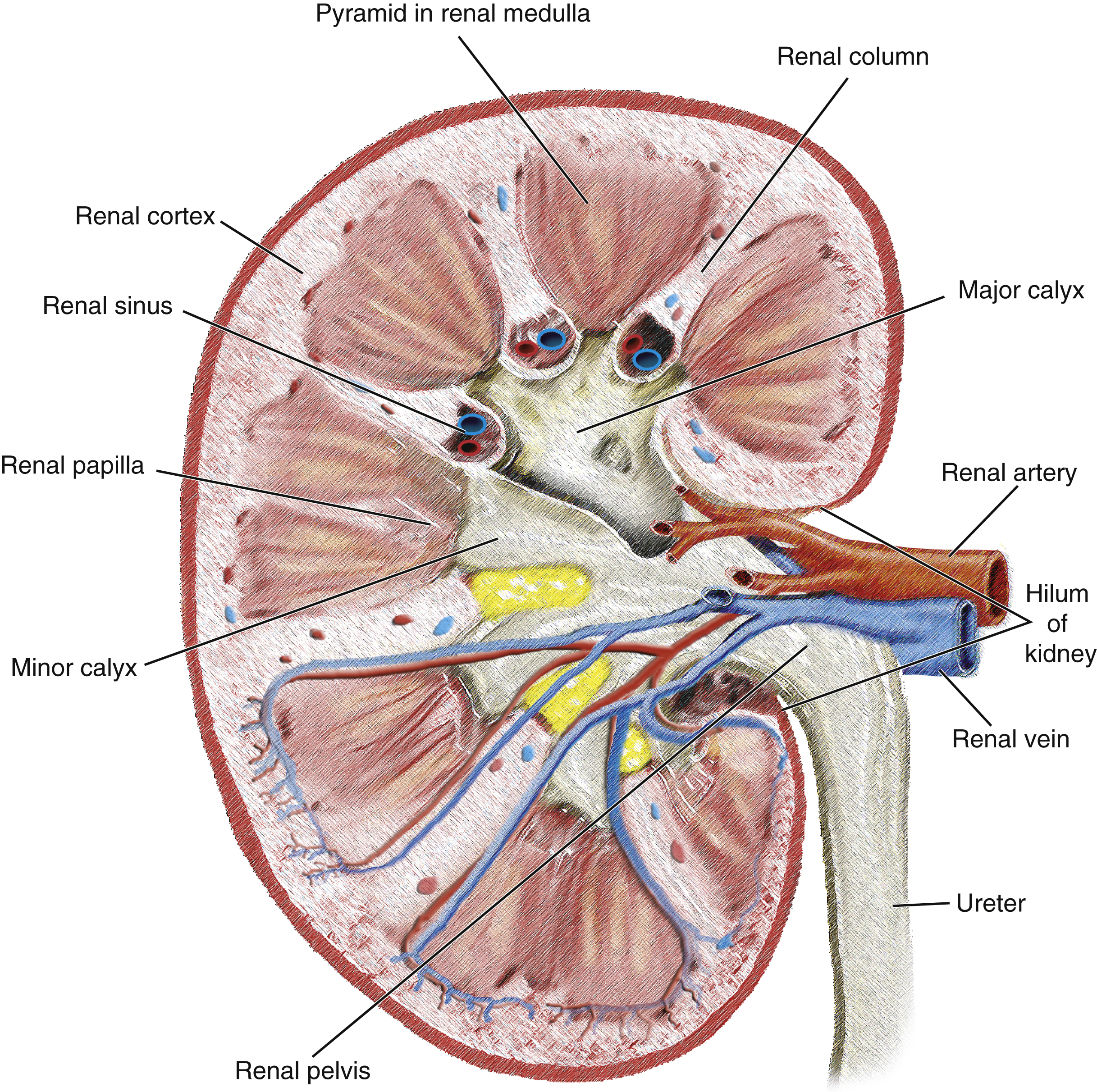 Fig. 30.2, Internal structure of kidney.