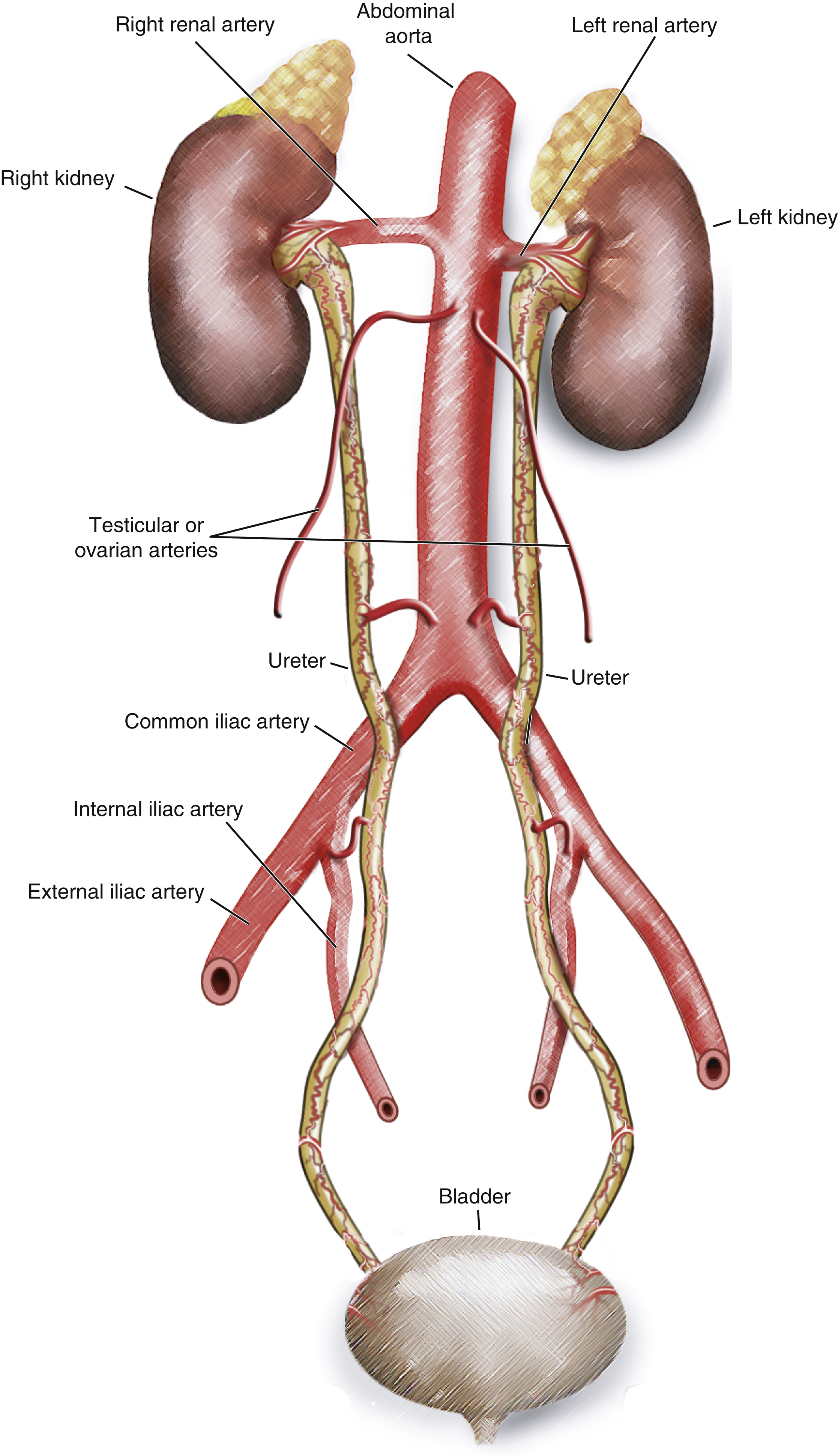 Fig. 30.4, Ureters.