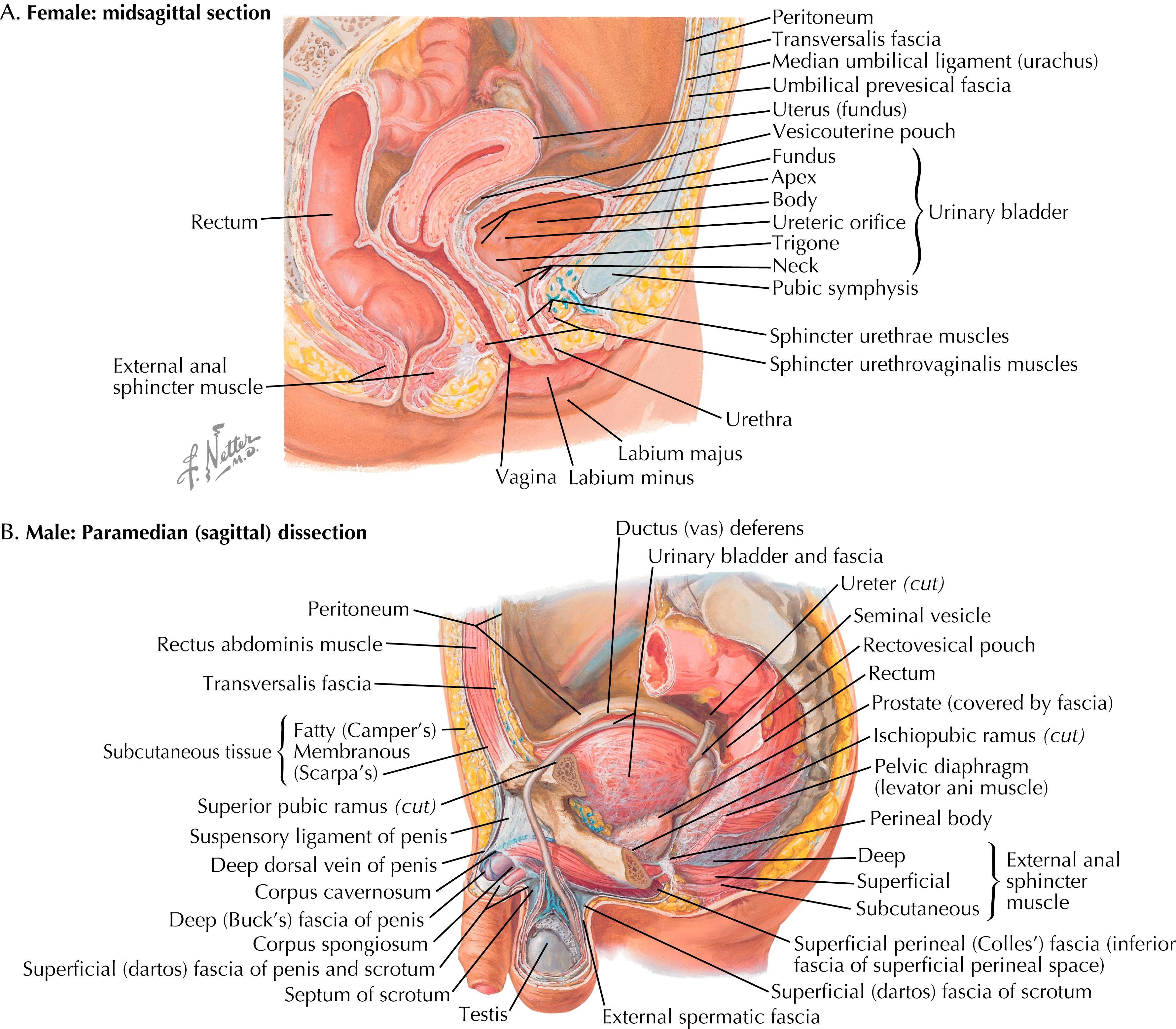 Figure 32.1, Genitourinary system.