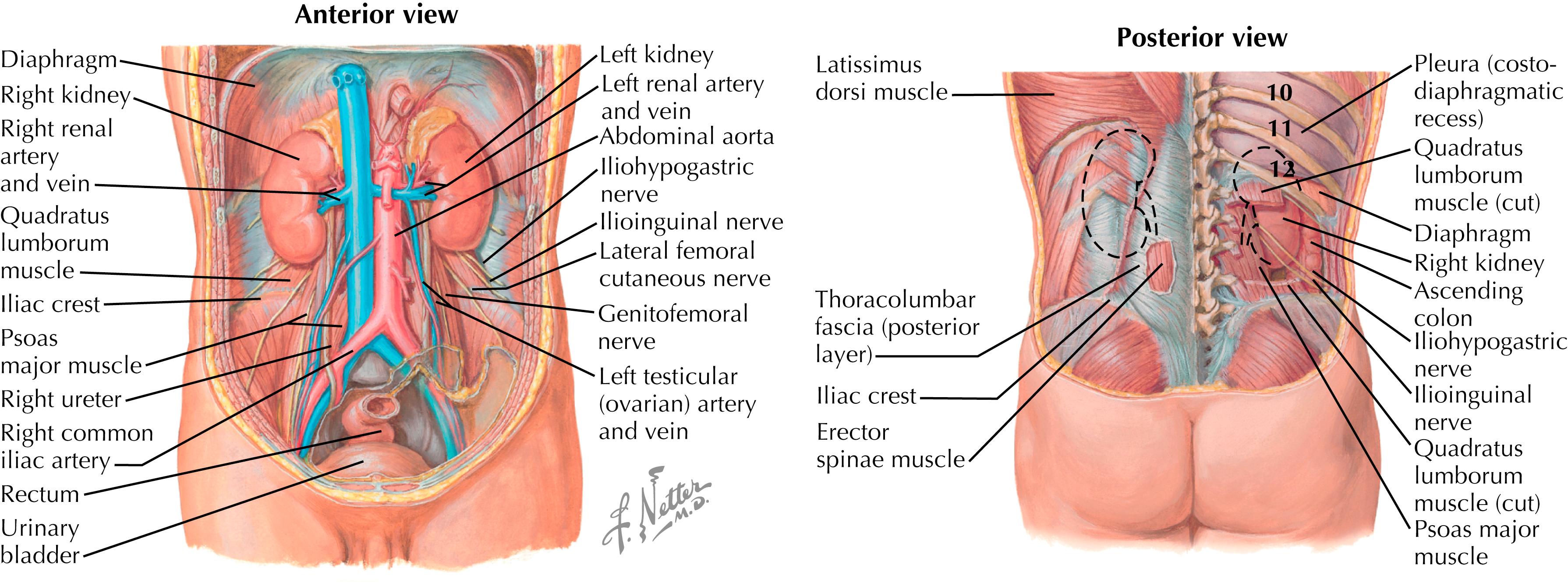 Figure 32.2, Kidneys in situ.