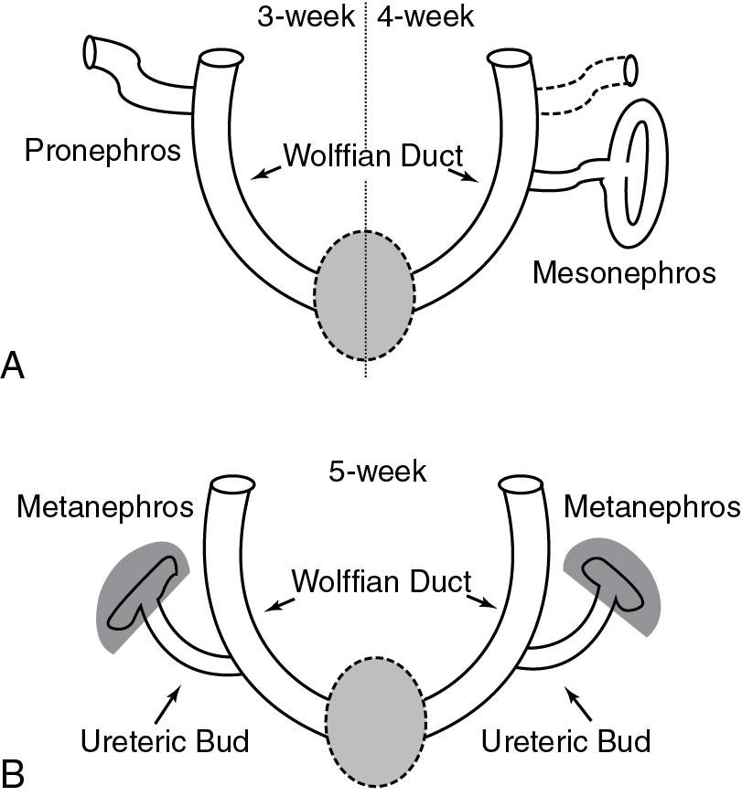 Fig. 18.2, Embryonic kidney development.