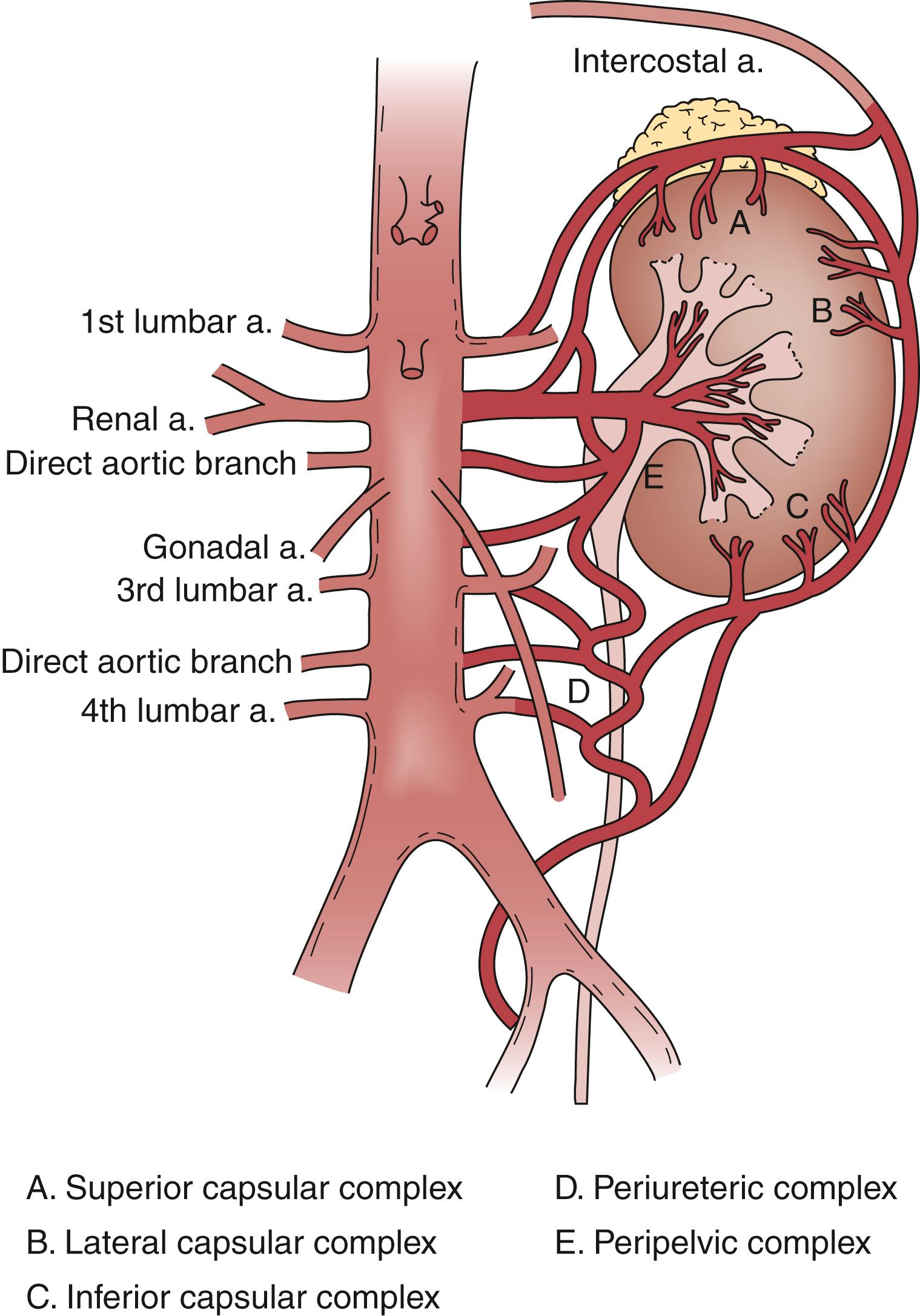 Figure 130.2, Collateral Circulation of the Kidney.