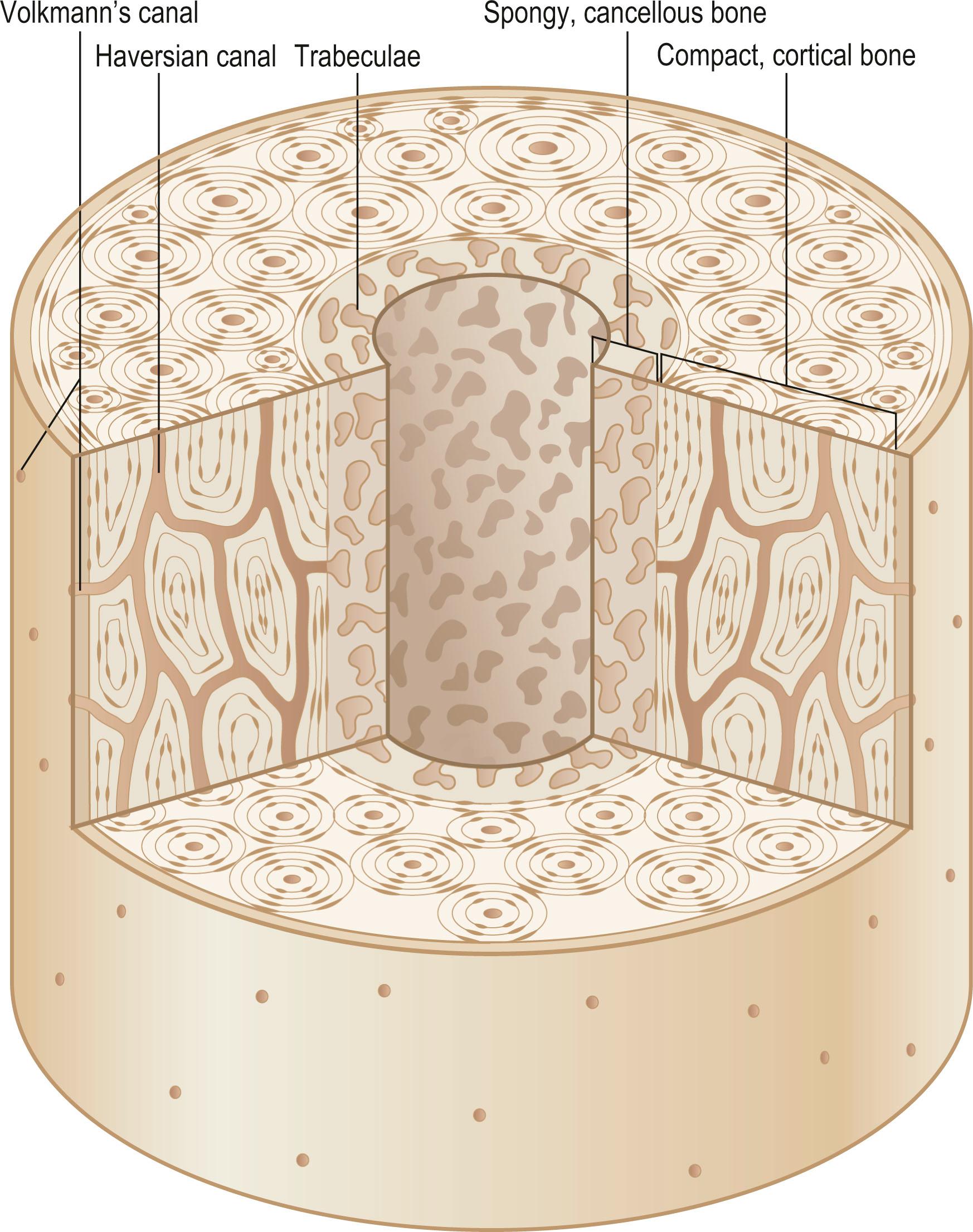 Figure 20.1, Diagrammatic representation of axial compact cortical bone microarchitecture.