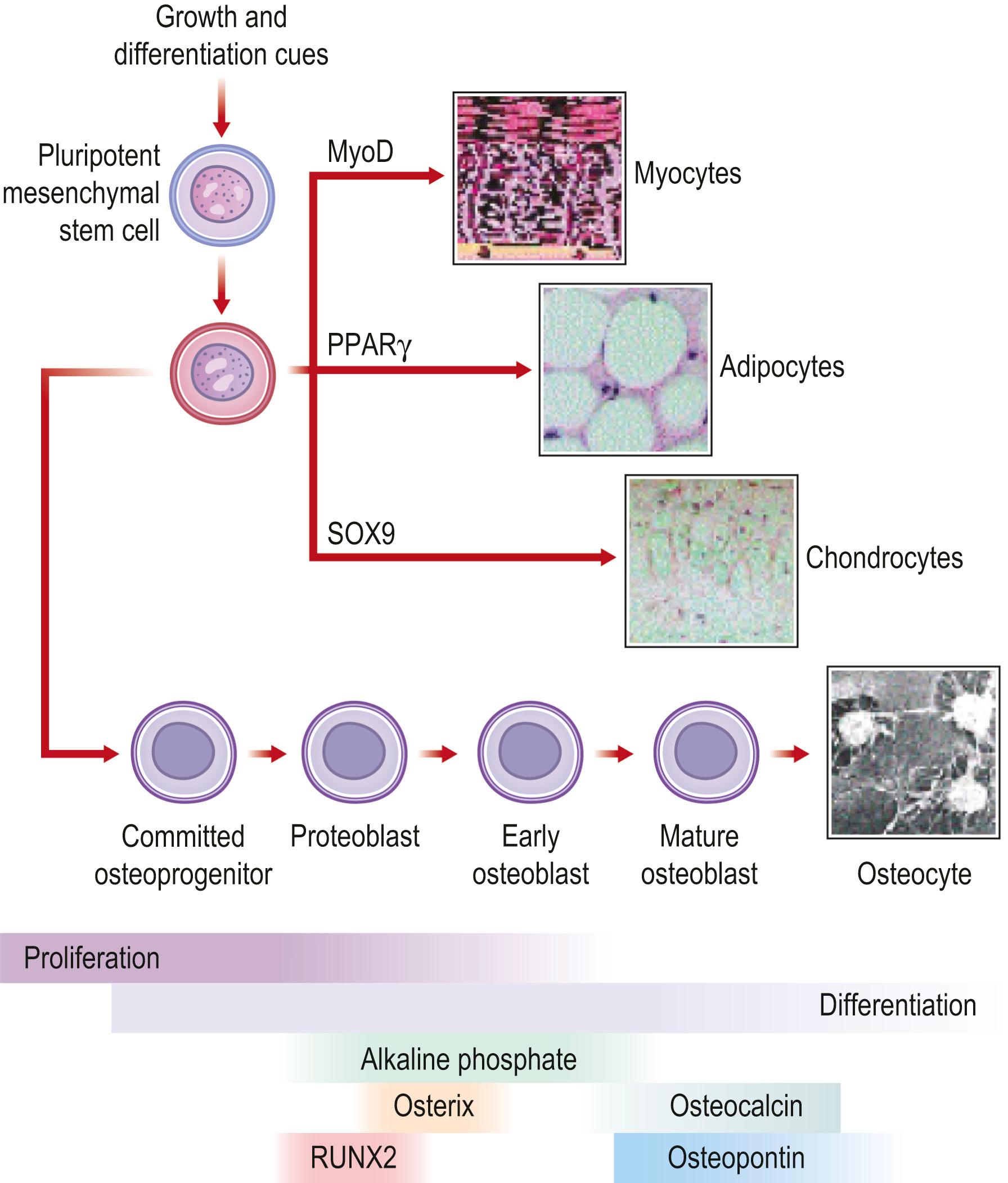 Figure 20.3, Schematic representation of mesenchymal stem cell (MSC) differentiation pathways. MSCs are pluripotent stem cells that are capable of differentiating into several lineages with distinct growth and differentiation cues. These lineages include osteogenic, chondrogenic, adipogenic, and myogenic lineages. Lineage-specific differentiation is a well-coordinated process that is regulated by master regulators, such as MyoD for myogenesis, peroxisome proliferator-accepted receptor (PPAR)-γ for adipogenesis, SOX9 for chondrogenesis, and RUNX2 and Osterix for osteogenesis. Osteogenic differentiation can be staged by measuring alkaline phosphatase (early marker) and osteopontin and osteonectin (late markers).