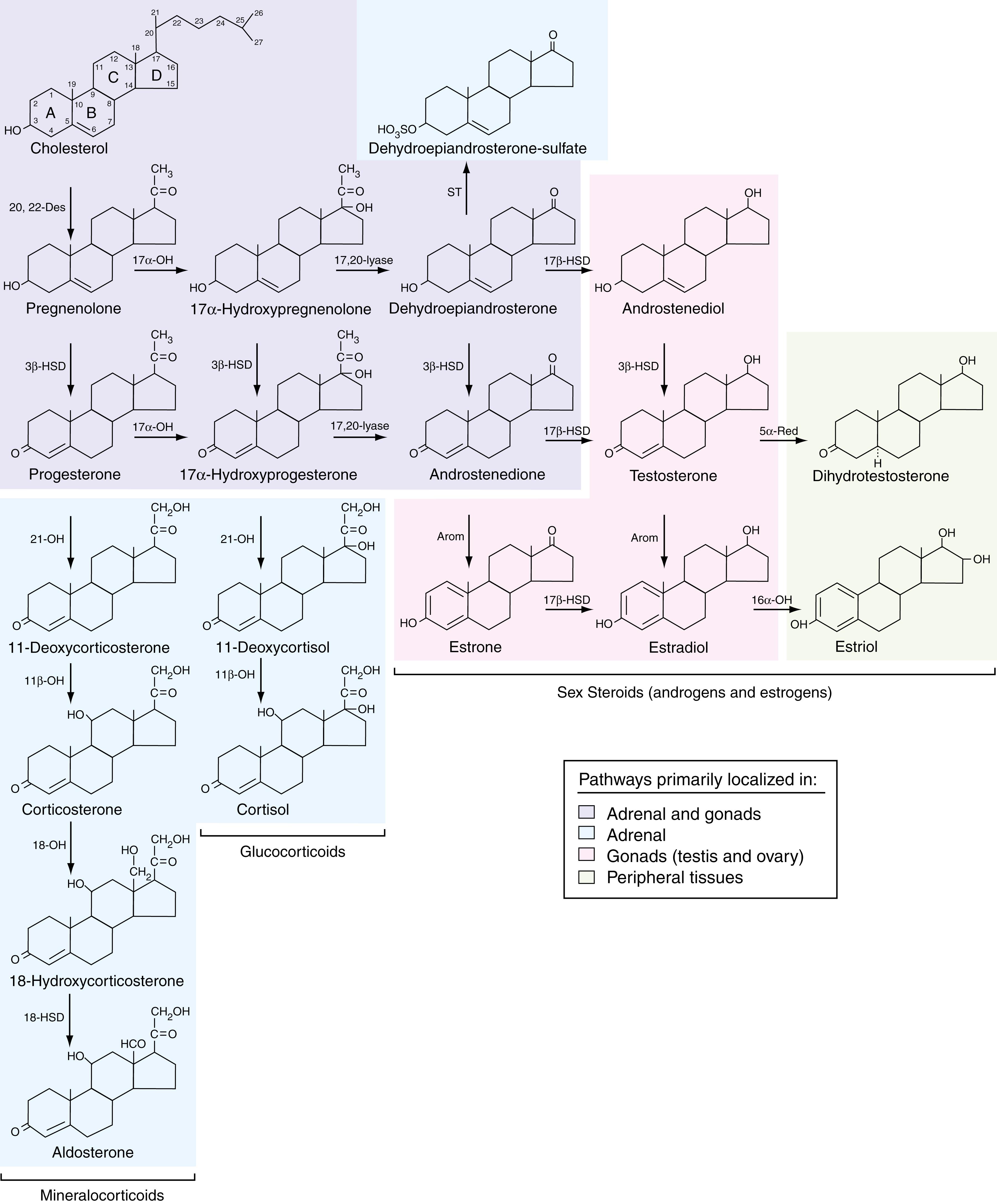 Figure 26.1, Steroid hormone synthesis. Arom , Aromatase; 16α-OH, 16α-hydroxylase; 17-α-OH, 17α-hydroxylase; 5α-Red, 5α-reductase; 3β-HSD, 3β-hydroxysteroid dehydrogenase; 17β-HSD, 17β-hydroxysteroid dehydrogenase; 11-β-OH, 11-β-hydroxylase; 20,22-Des, 20,22 desmolase; 18-HSD, 18-hydroxysteroid dehydrogenase; 18-OH, 18-hydroxylase; 21-OH, 21-hydroxylase; ST, sulfotransferase.