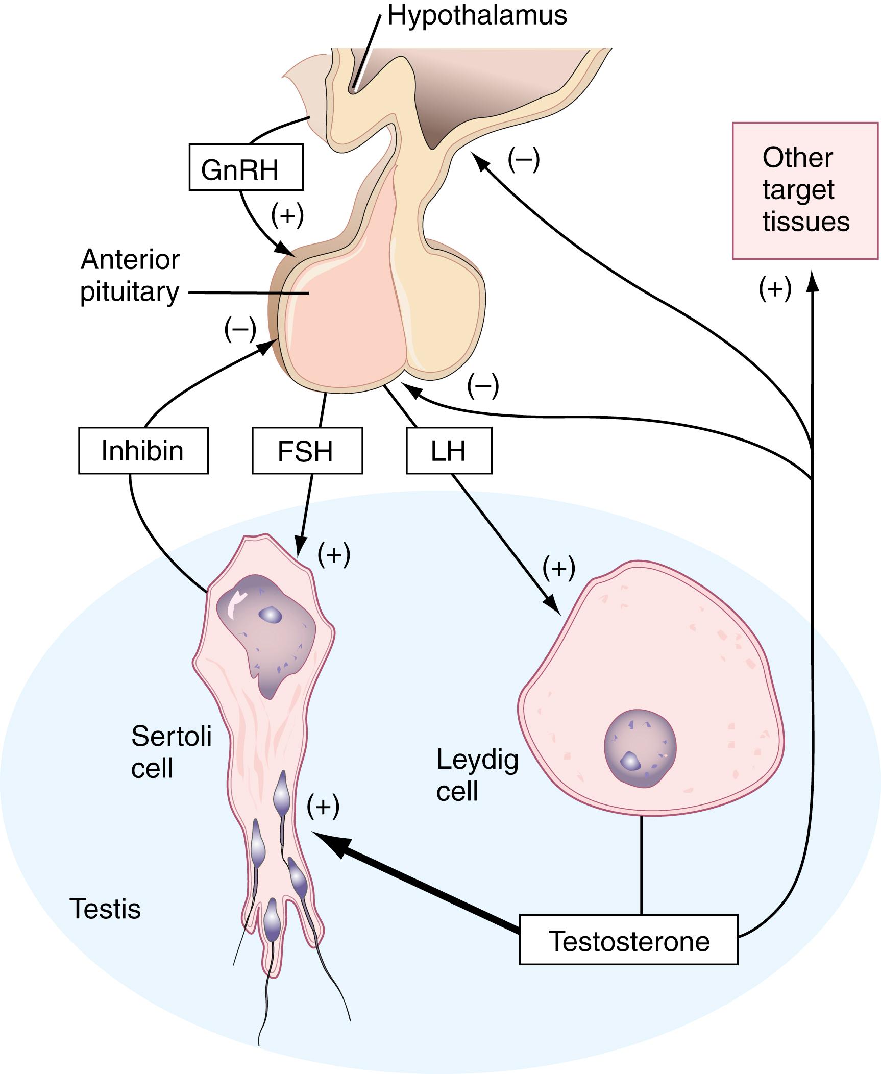 Figure 26.2, Regulation of reproduction in the male. FSH, Follicle-stimulating hormone; GnRH, gonadotropin-releasing hormone; LH, luteinizing hormone.