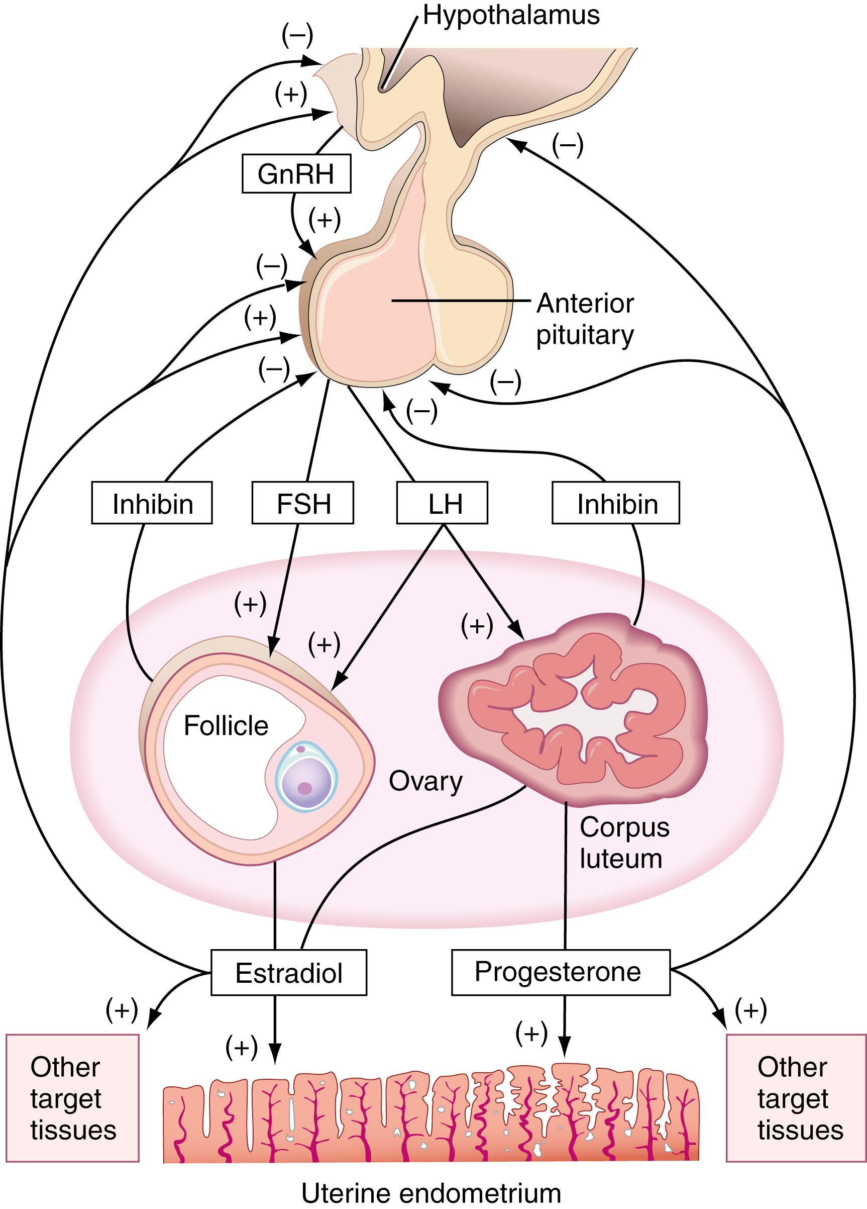 Figure 26.3, Regulation of reproduction in the female. FSH, Follicle-stimulating hormone; GnRH, gonadotropin-releasing hormone; LH, luteinizing hormone.