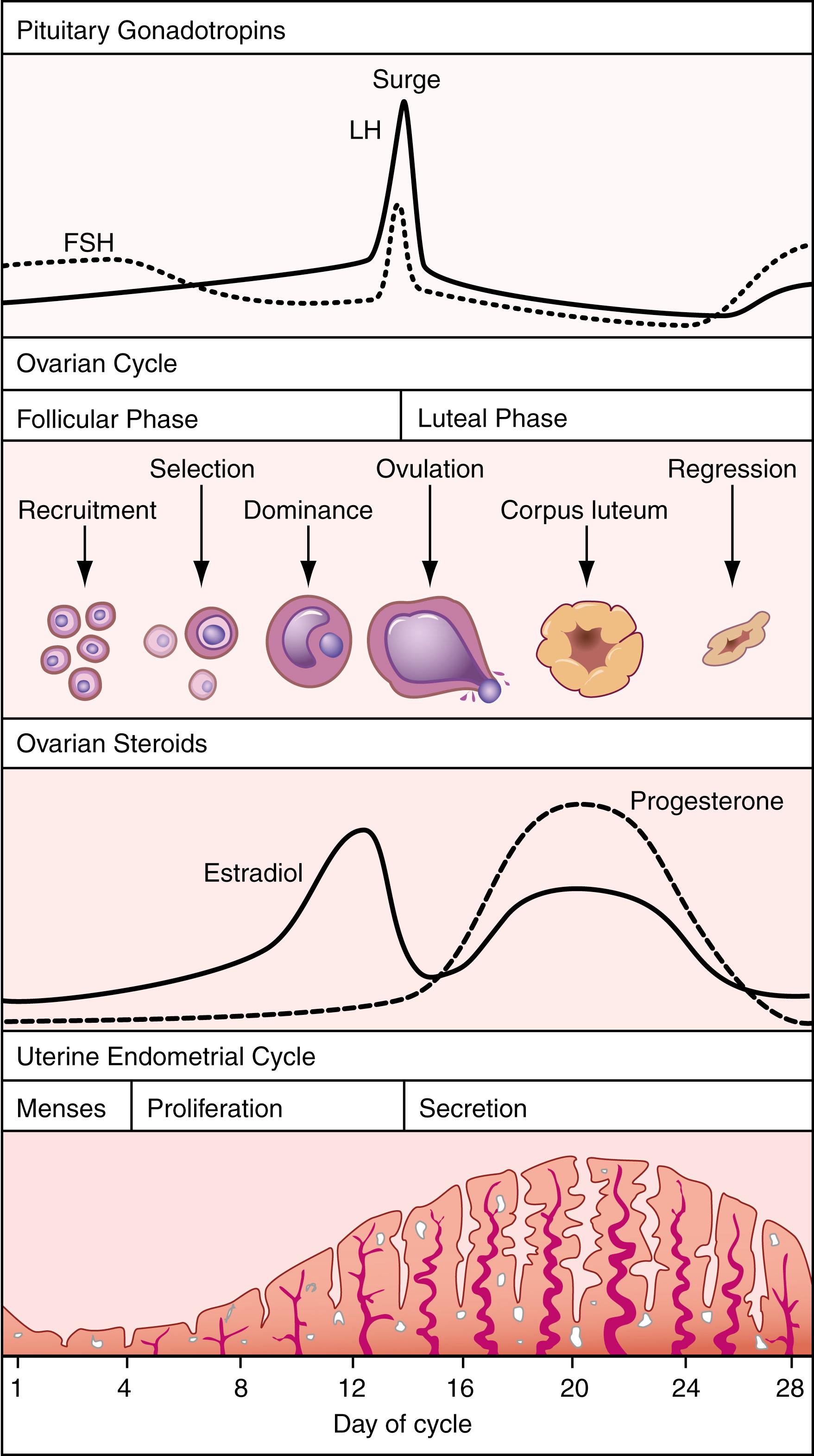 Figure 26.4, Pituitary, ovarian, and uterine changes during the human menstrual cycle. FSH , Follicle-stimulating hormone; LH, luteinizing hormone.