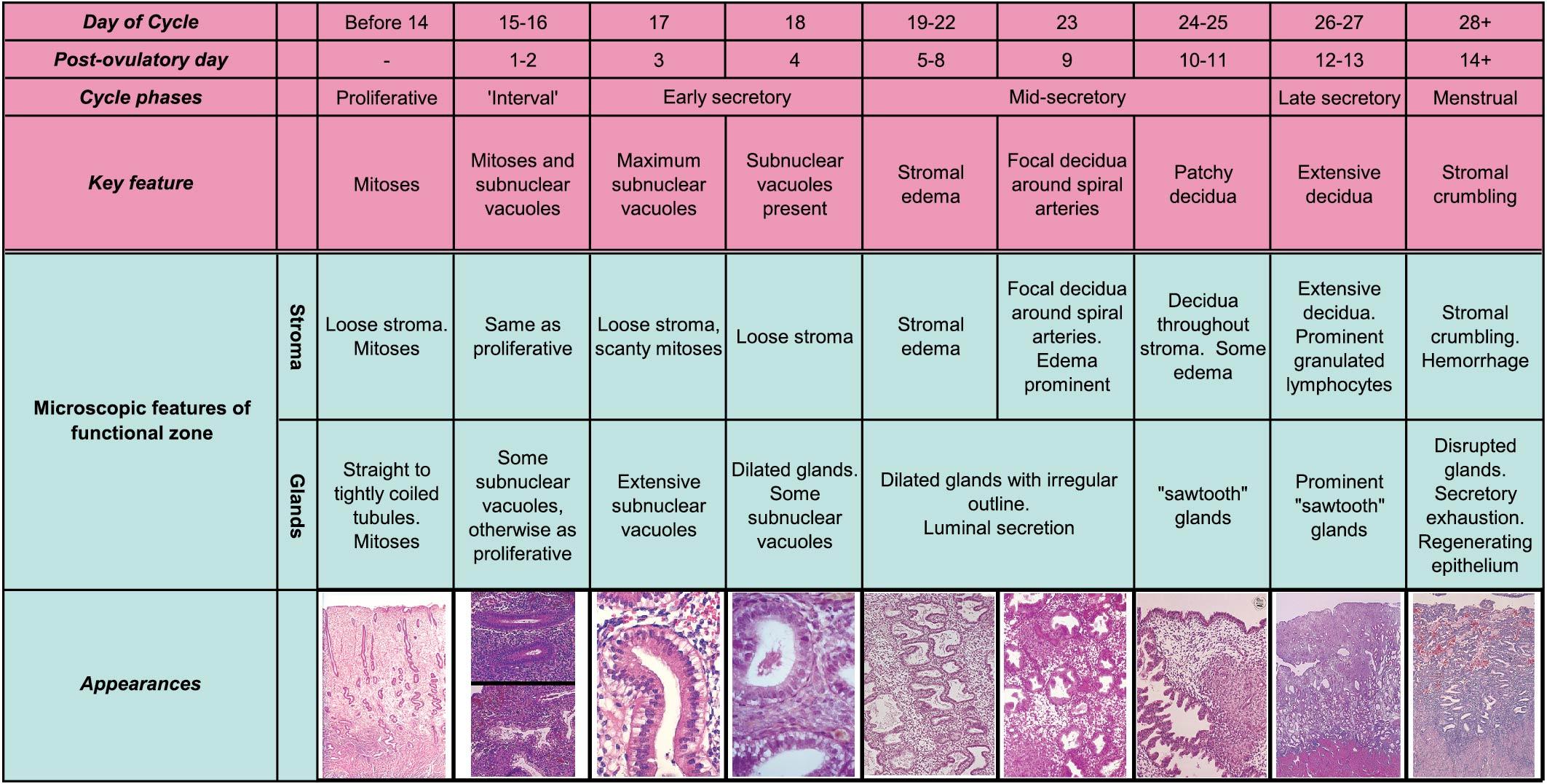 Fig. 3.17, The endometrium is responsive to the hormonal changes of the menstrual cycle. Glands and stroma change activity and thus histologic appearance throughout the cycle.