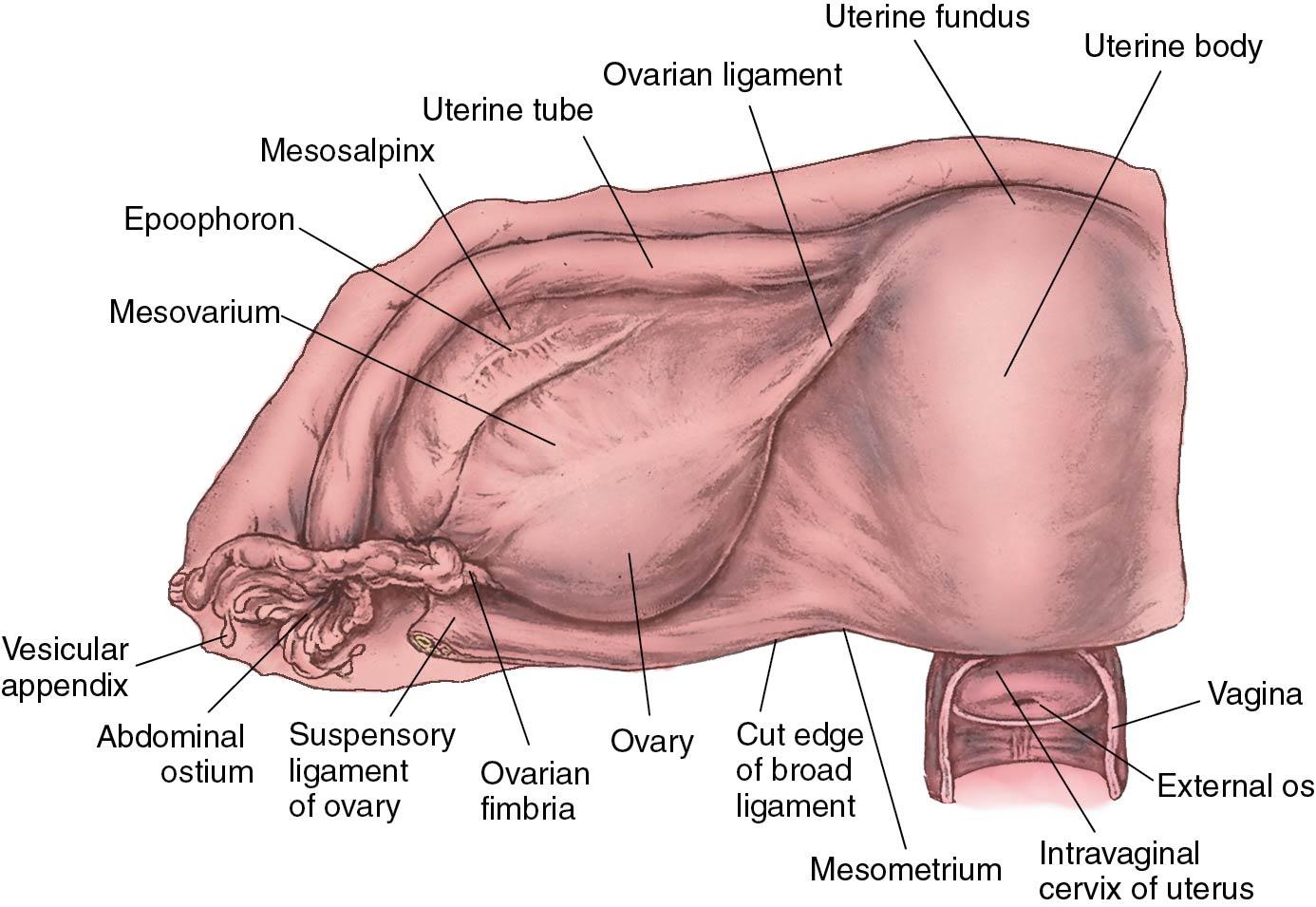 Fig. 3.20, The posterior aspect of the broad ligament, spread out to demonstrate the ovary.