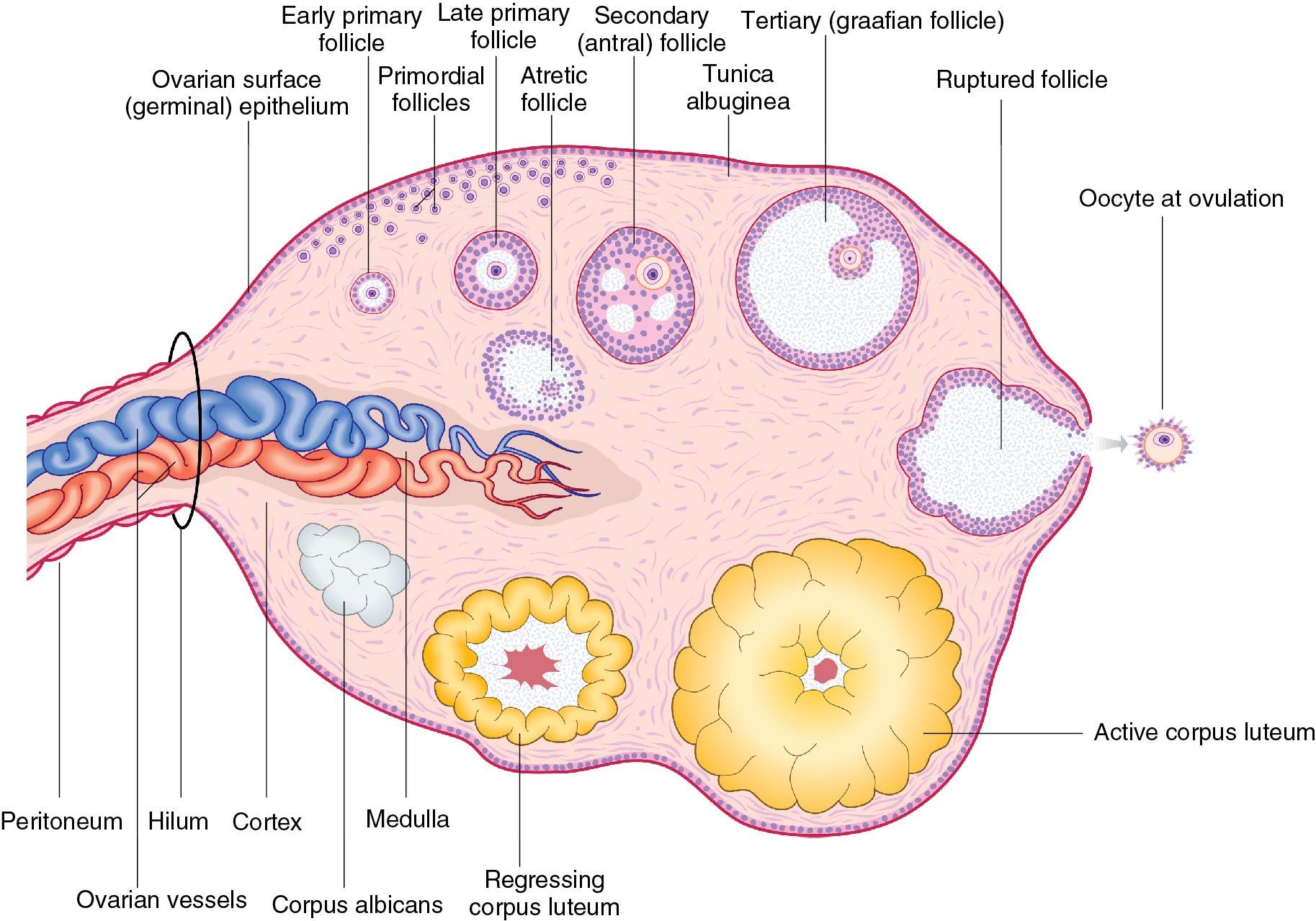 Fig. 3.22, A schematic drawing of the ovary. Note the single layer of cuboidal epithelium called the germinal epithelium. Note the graafian follicles in different stages of development.
