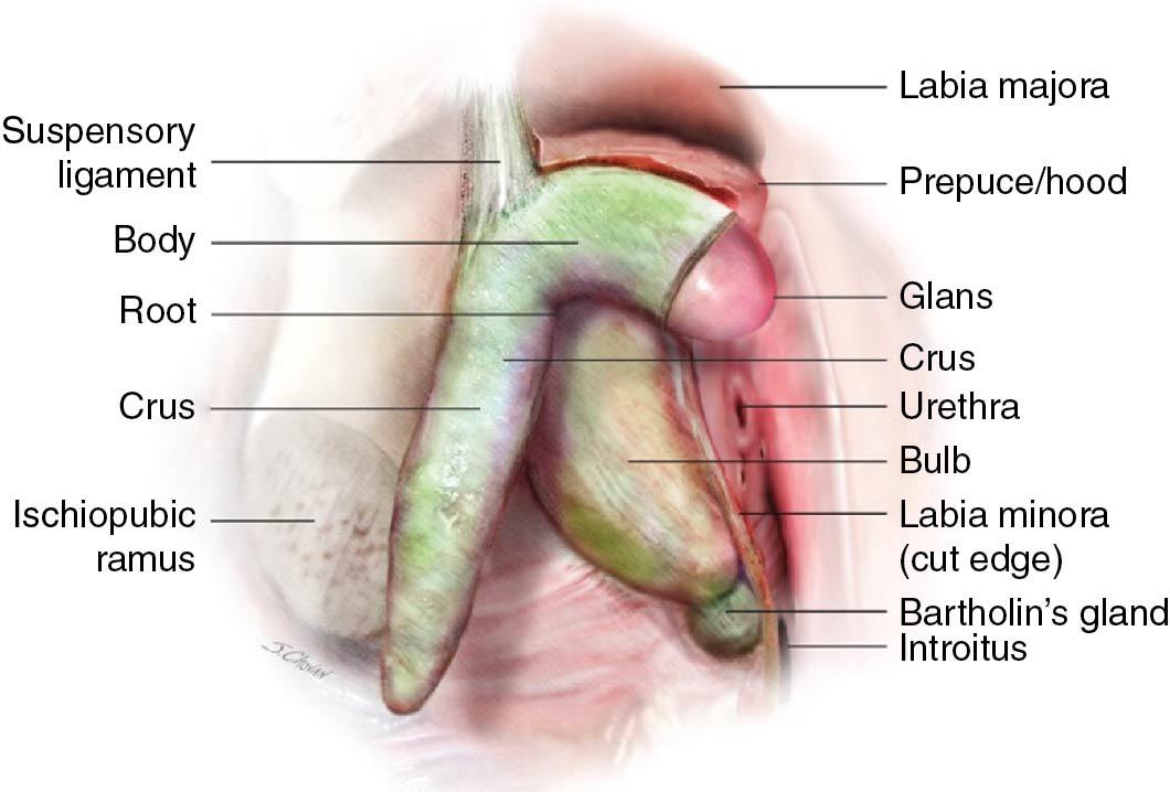 Fig. 3.3, A, Components of the clitoral complex.