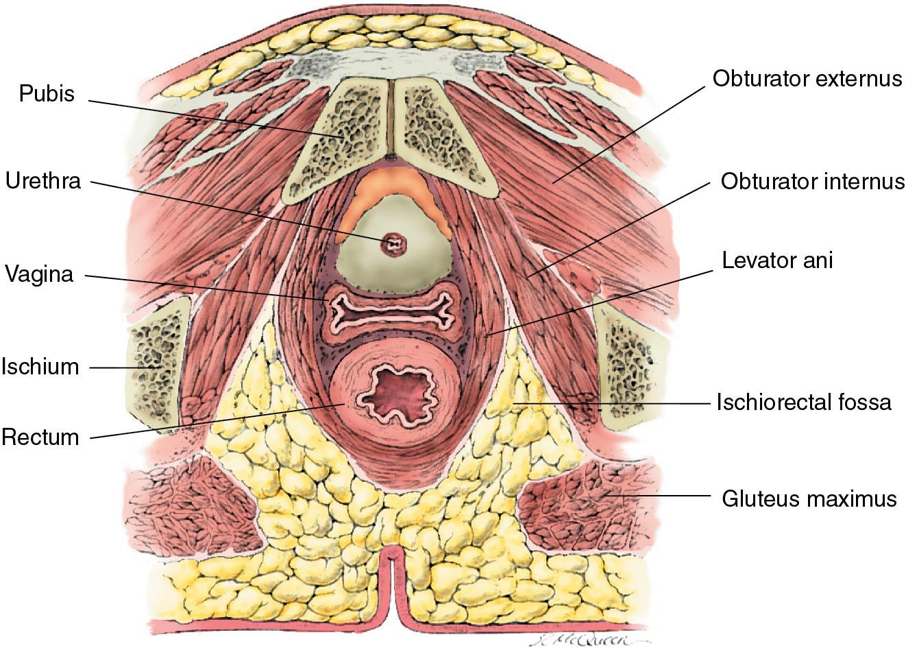 Fig. 3.6, A schematic drawing of a cross section of the female pelvis, demonstrating the H shape of the vagina. Note the surrounding levator ani muscle.