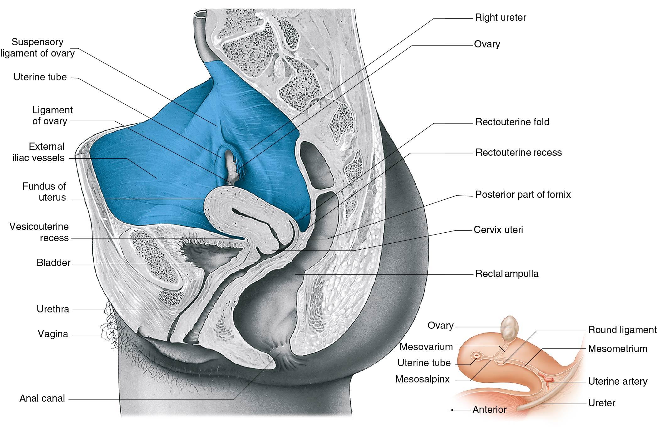 Fig. 3.7, A median sagittal section through the pelvis. The peritoneum is shaded blue. Note the proximal vagina at a diagonal axis and in a near 90-degree juxtaposition to the uterus. In this woman the uterus is anteflexed.