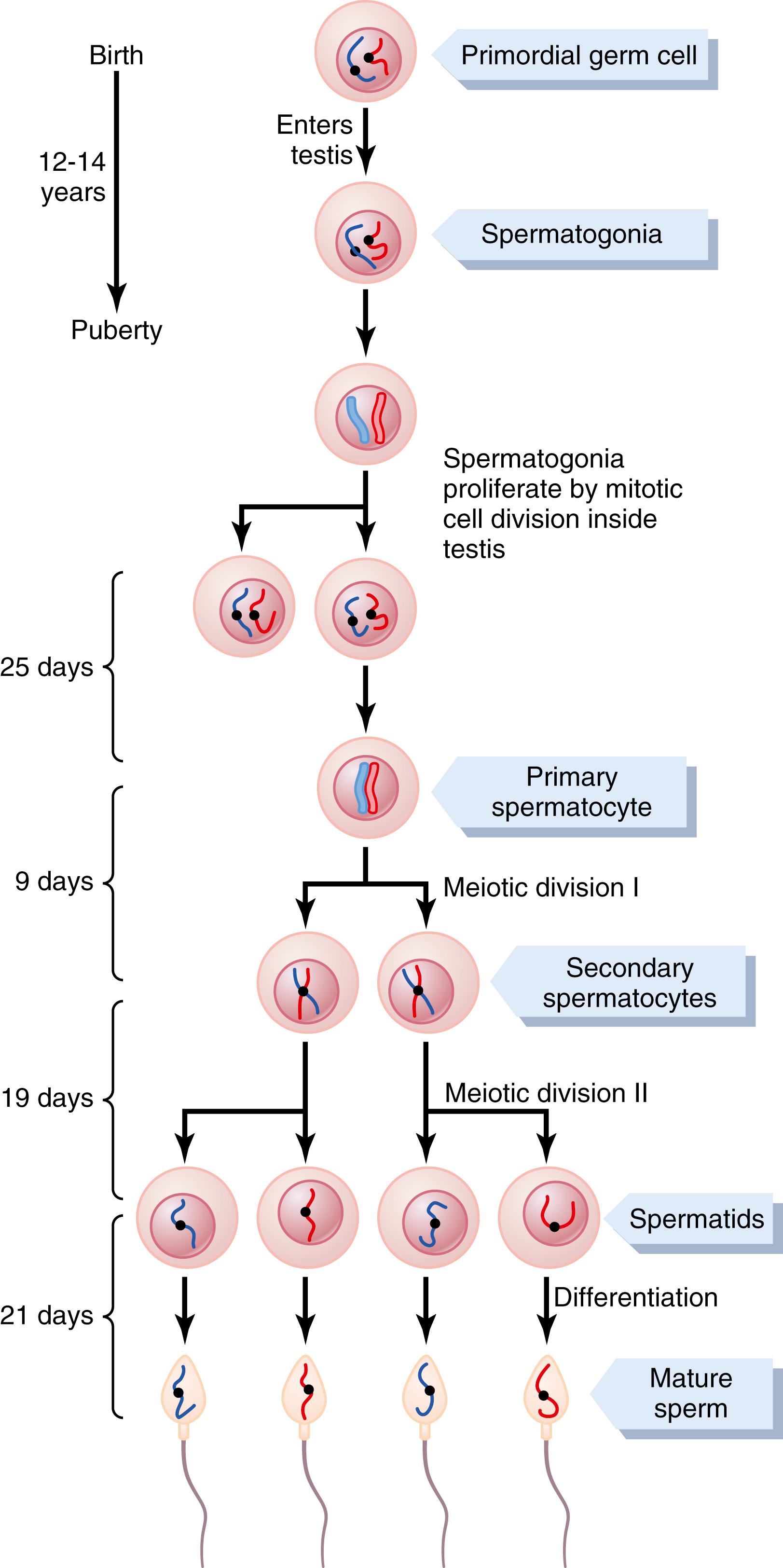 Figure 81-3, Cell divisions during spermatogenesis. During embryonic development, the primordial germ cells migrate to the testis, where they become spermatogonia. At puberty (usually 12 to 14 years after birth), the spermatogonia proliferate rapidly by mitosis. Some begin meiosis to become primary spermatocytes and continue through meiotic division I to become secondary spermatocytes. After completion of meiotic division II, the secondary spermatocytes produce spermatids, which differentiate to form spermatozoa.