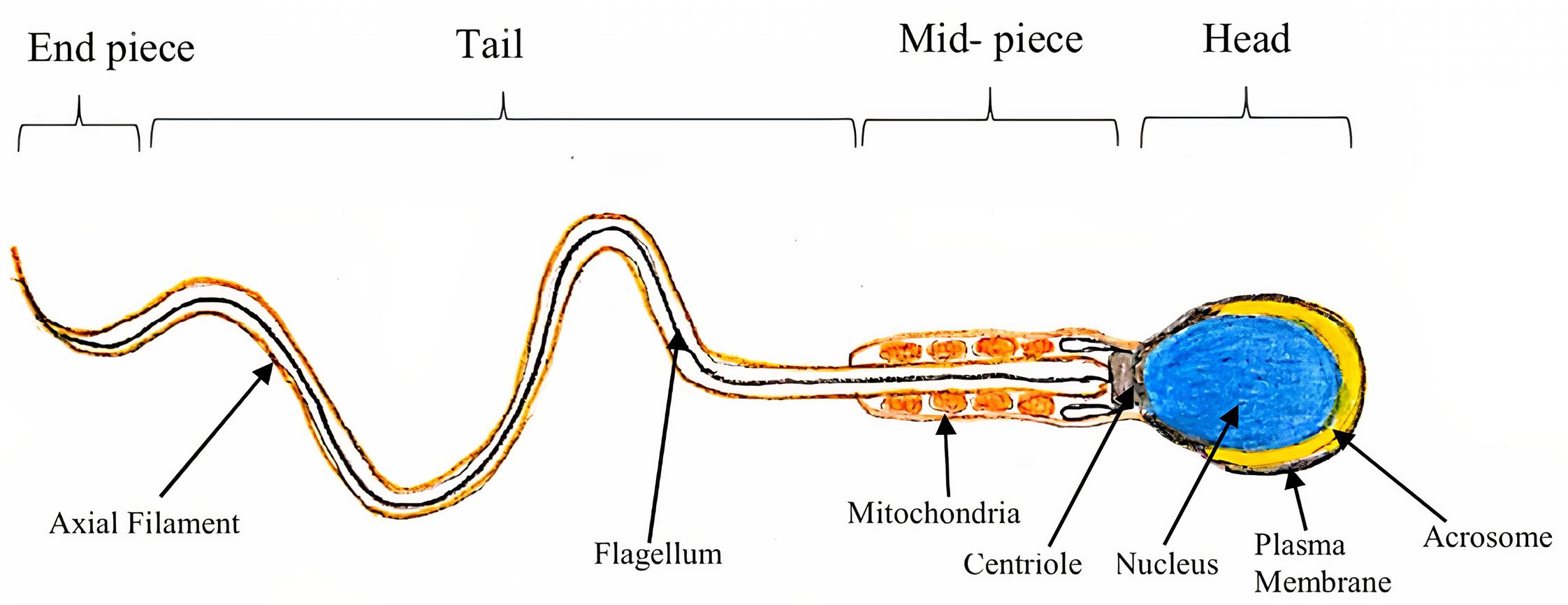 Fig. 2.3, Structure of spermatozoa.