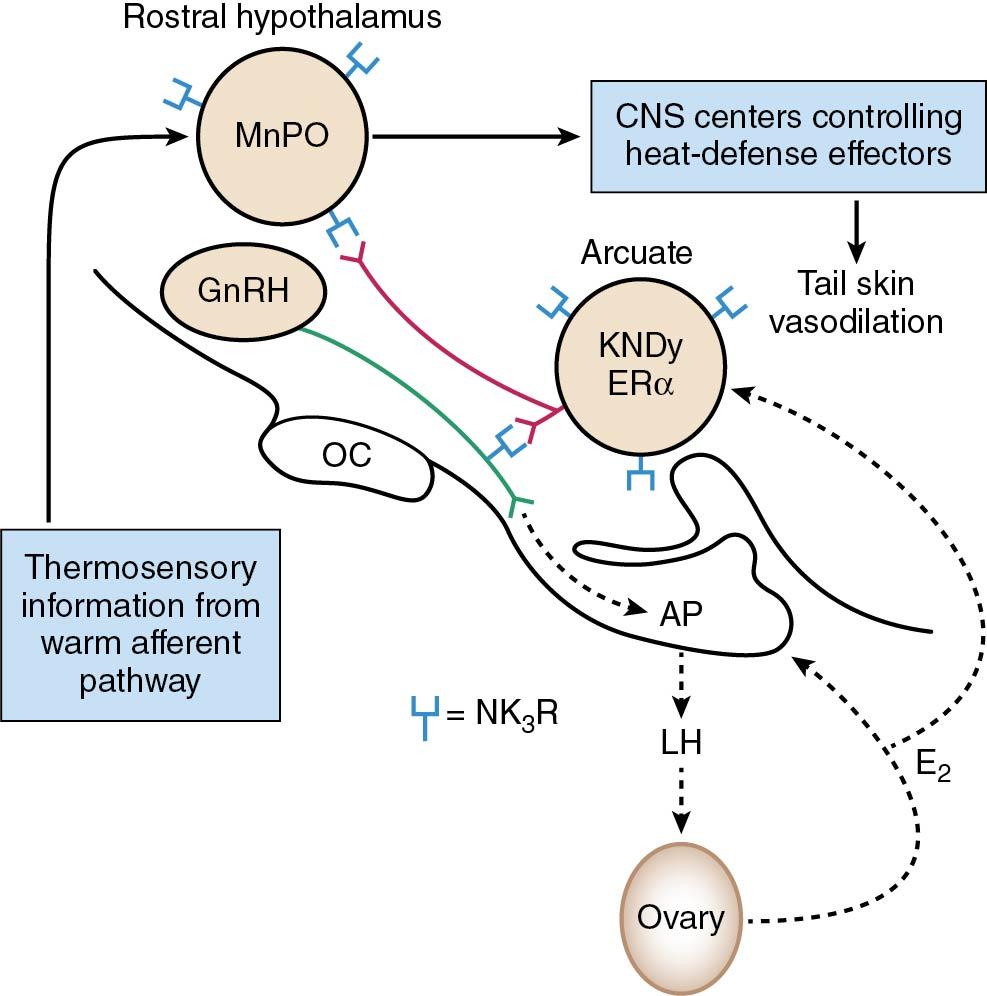 Fig. 4.4, Diagrammatic depiction (in a rat model) of KNDy neurons in the hypothalamus, not only influencing GnRH pulses and gonadotropin secretion but interacting with thermoregulatory and heat regulatory centers in the brain. AP, Anterior pituitary; CNS central nervous system; E 2 , estradiol; ER α, estrogen receptor alpha; GnRH, gonadotropin-releasing hormone; KNDy, kisspeptin, neurotensin, and dynorphin; LH, luteinizing hormone; MnPO, median preoptic nucleus; NK 3 R , neurokinin receptor.