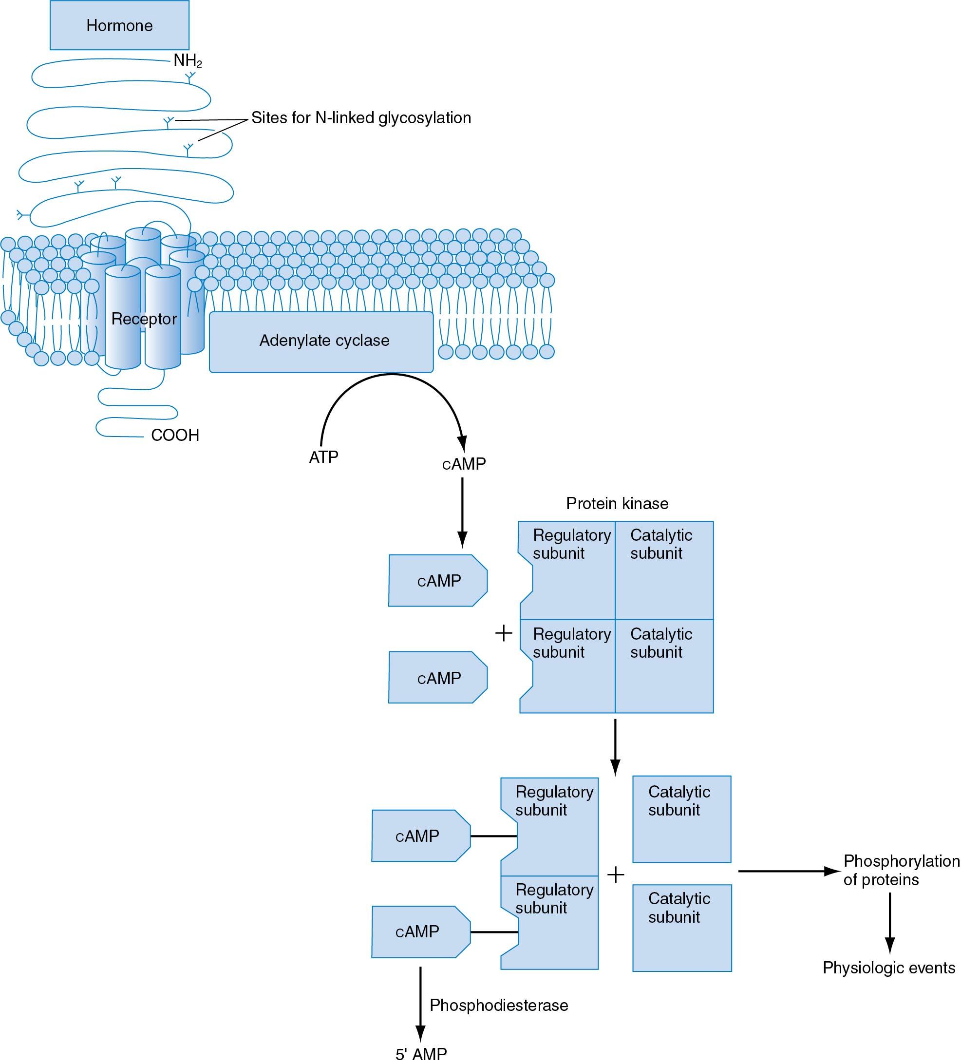 Fig. 4.10, On binding to their receptor, the gonadotropins activate cAMP–dependent protein kinases (see text). ATP , Adenosine triphosphate; cAMP, cyclic adenosine monophosphate.